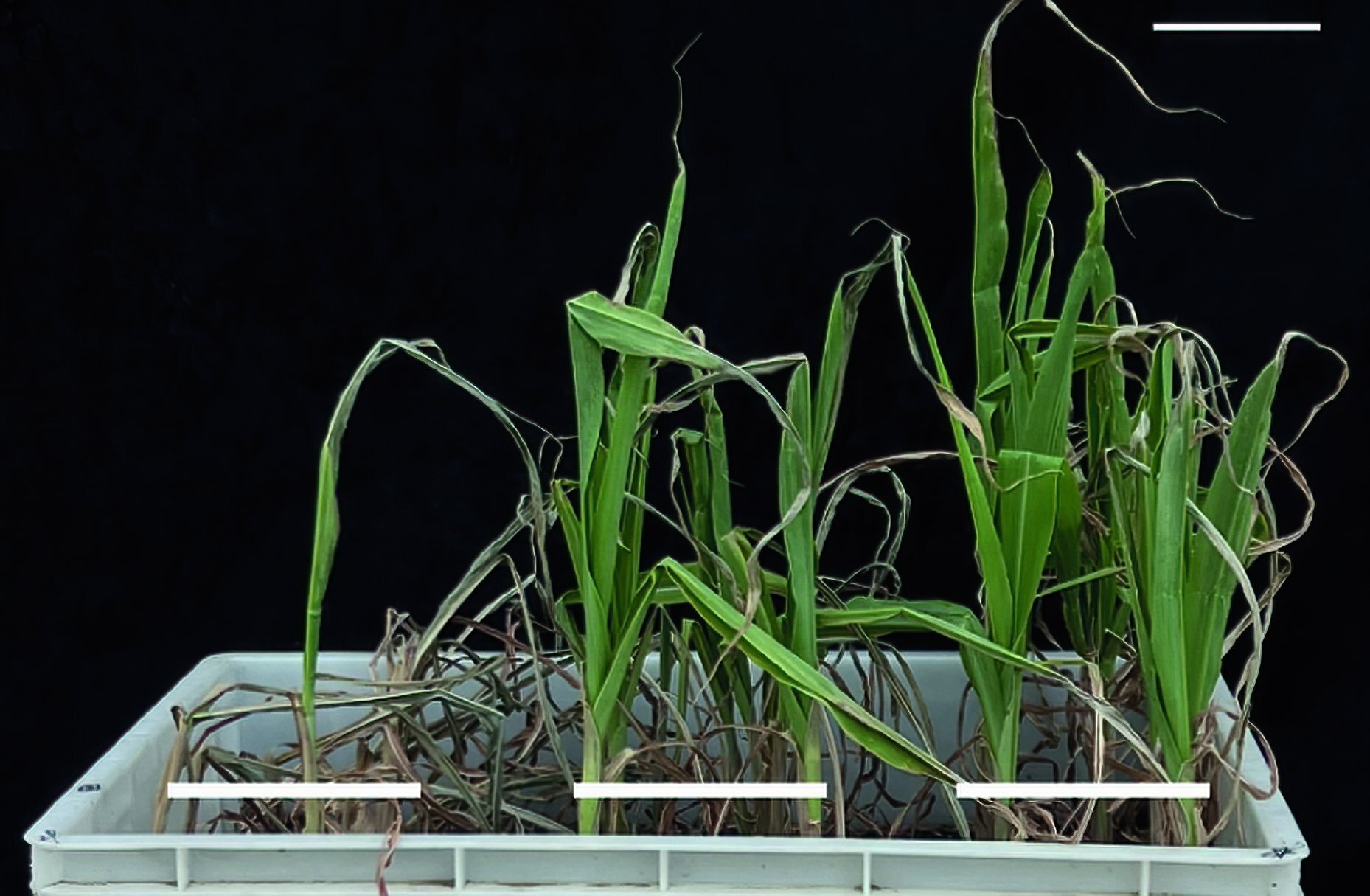 Les chercheurs identifient un gène important pour l’adaptation et déterminent que les racines sont la clé d’un maïs tolérant à la sécheresse