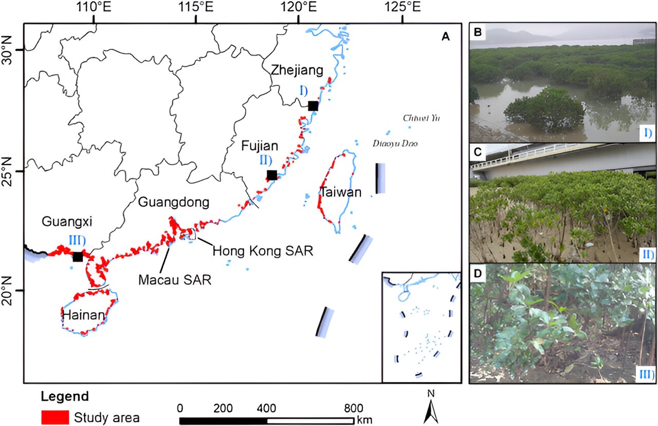Mapas satelitales promueven la conservación de los manglares en China