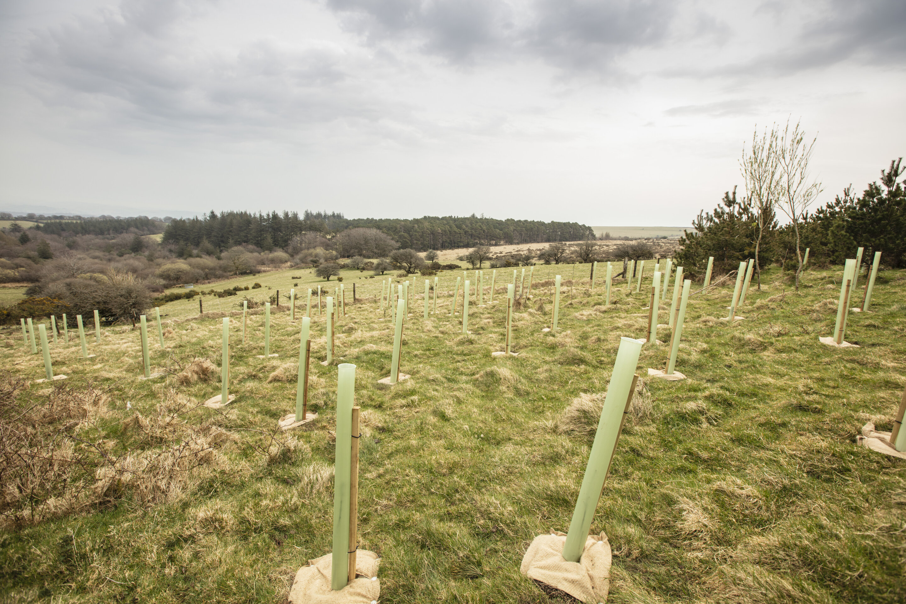 photo of Saturated soils could impact survival of young trees planted to address climate change image