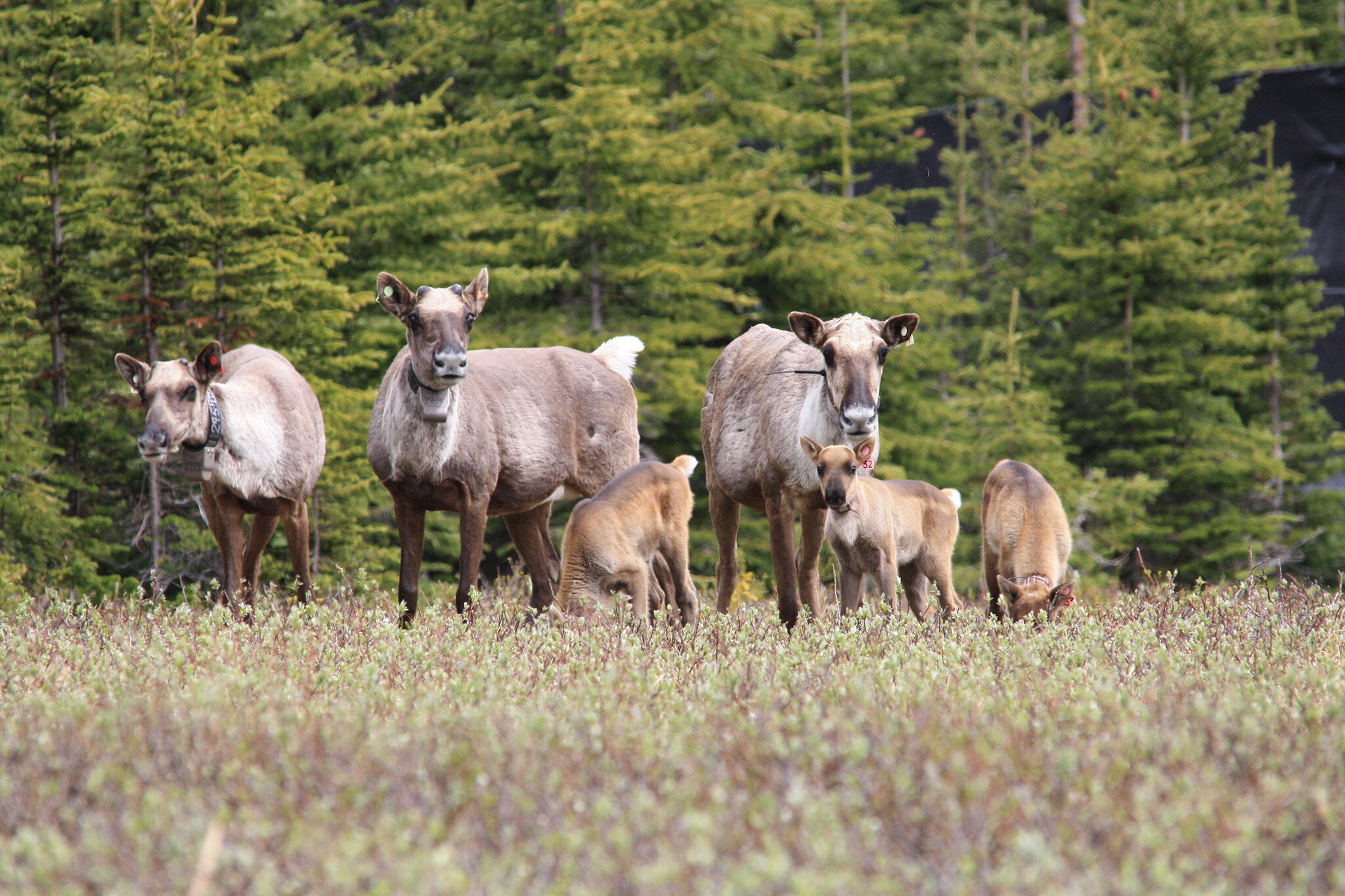 photo of Scientists assess paths toward maintaining BC caribou until habitat recovers image