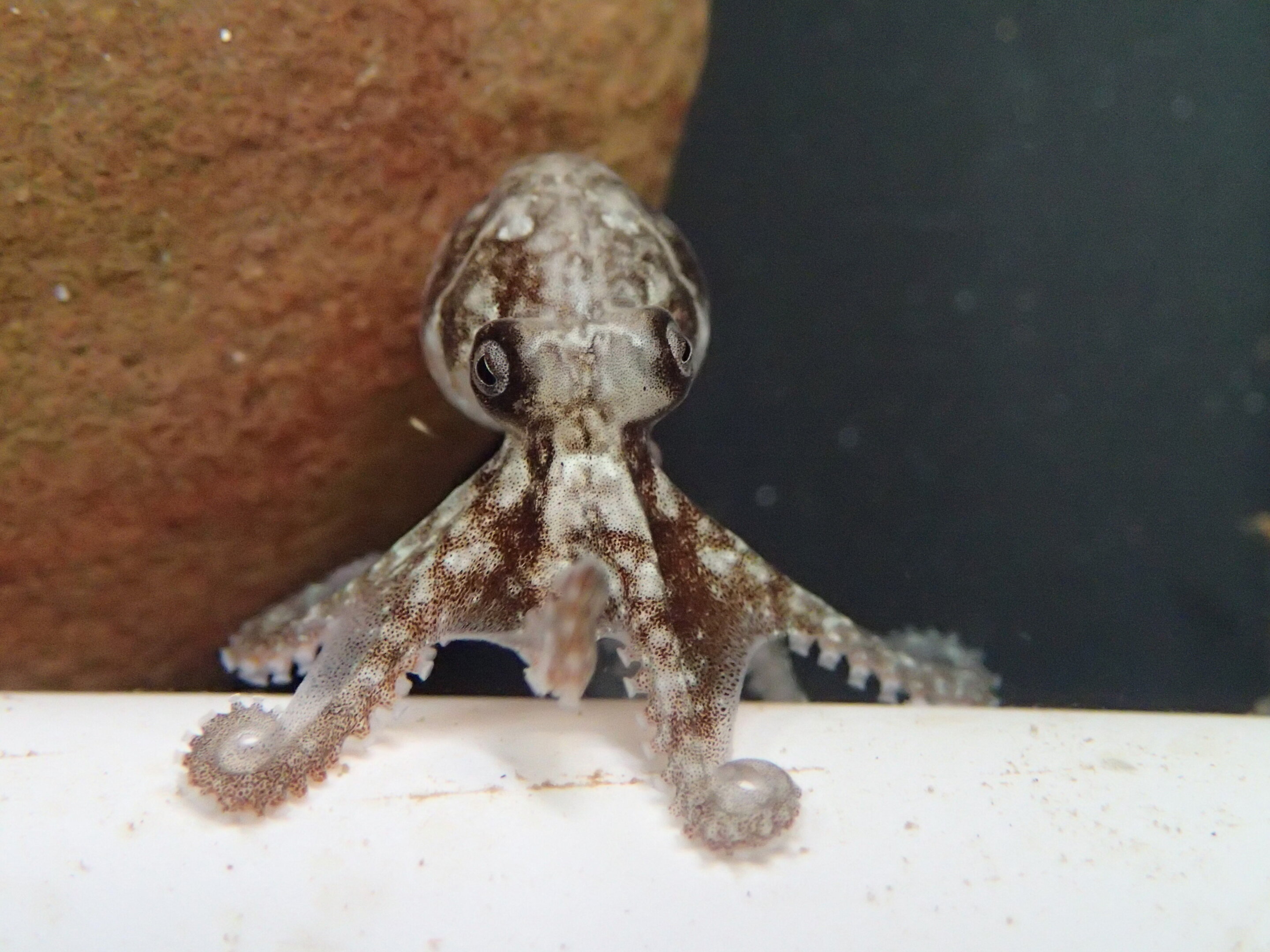 #Scientists create octopus survival guide to minimize impacts of fishing