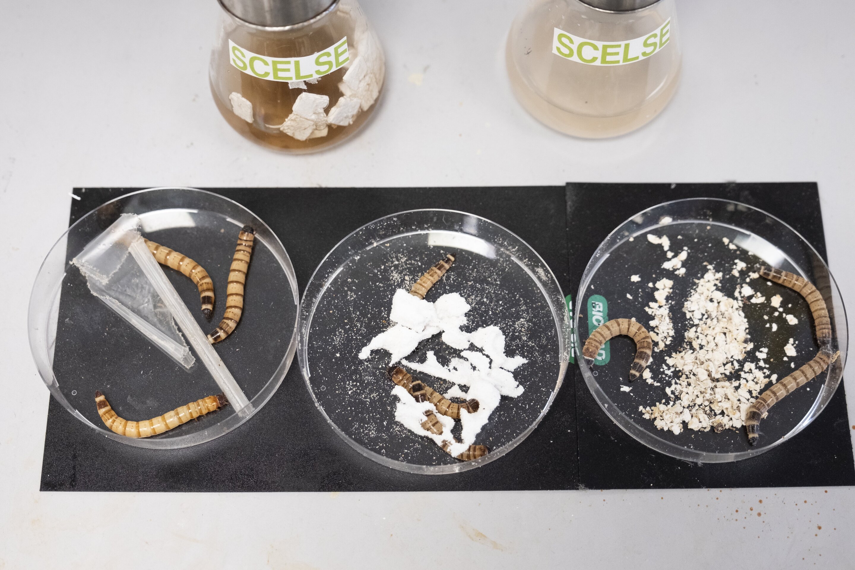 Scientists develop artificial worm gut to break down plastics