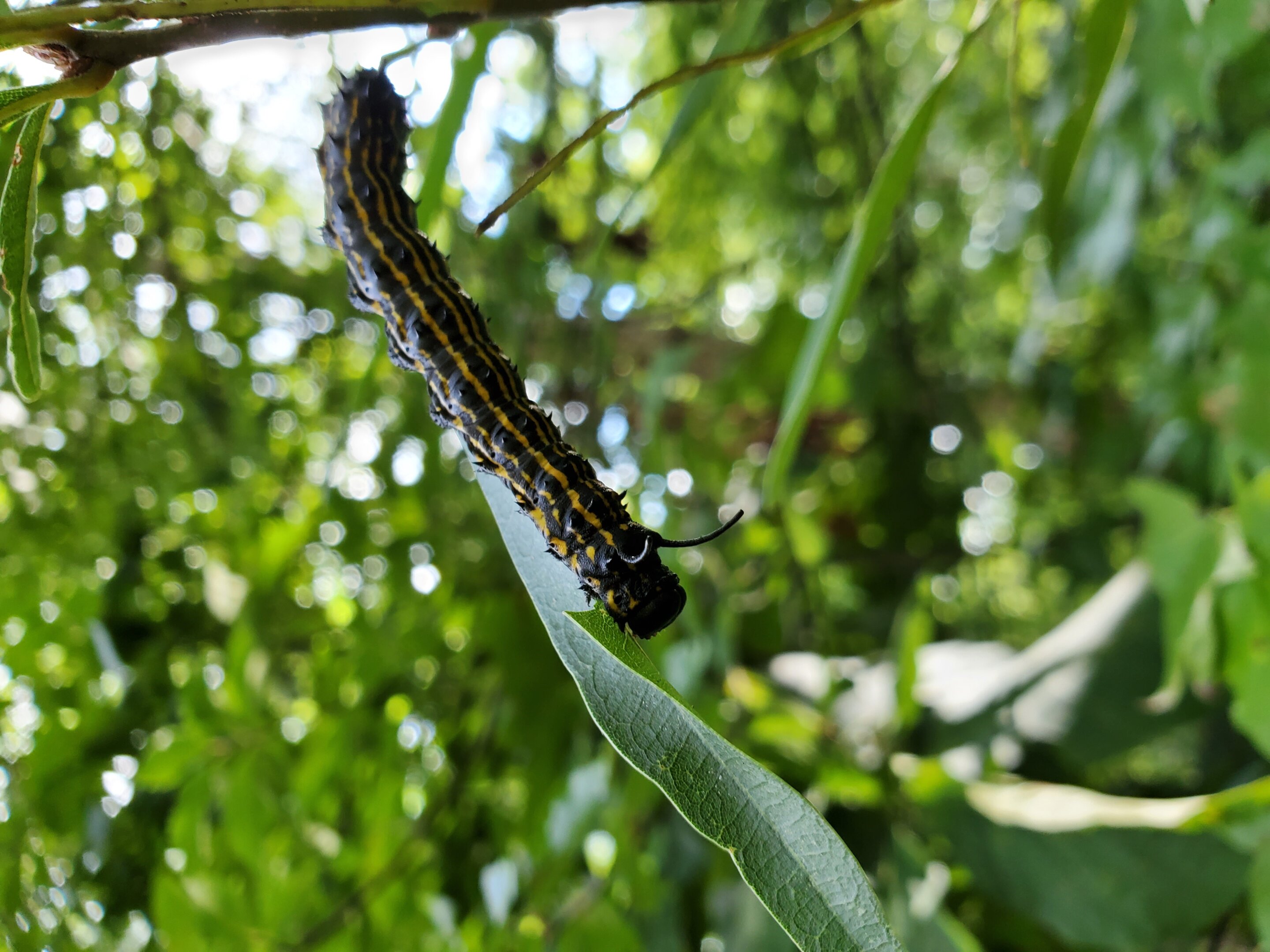 #Scientists discover how caterpillars can stop their bleeding in seconds