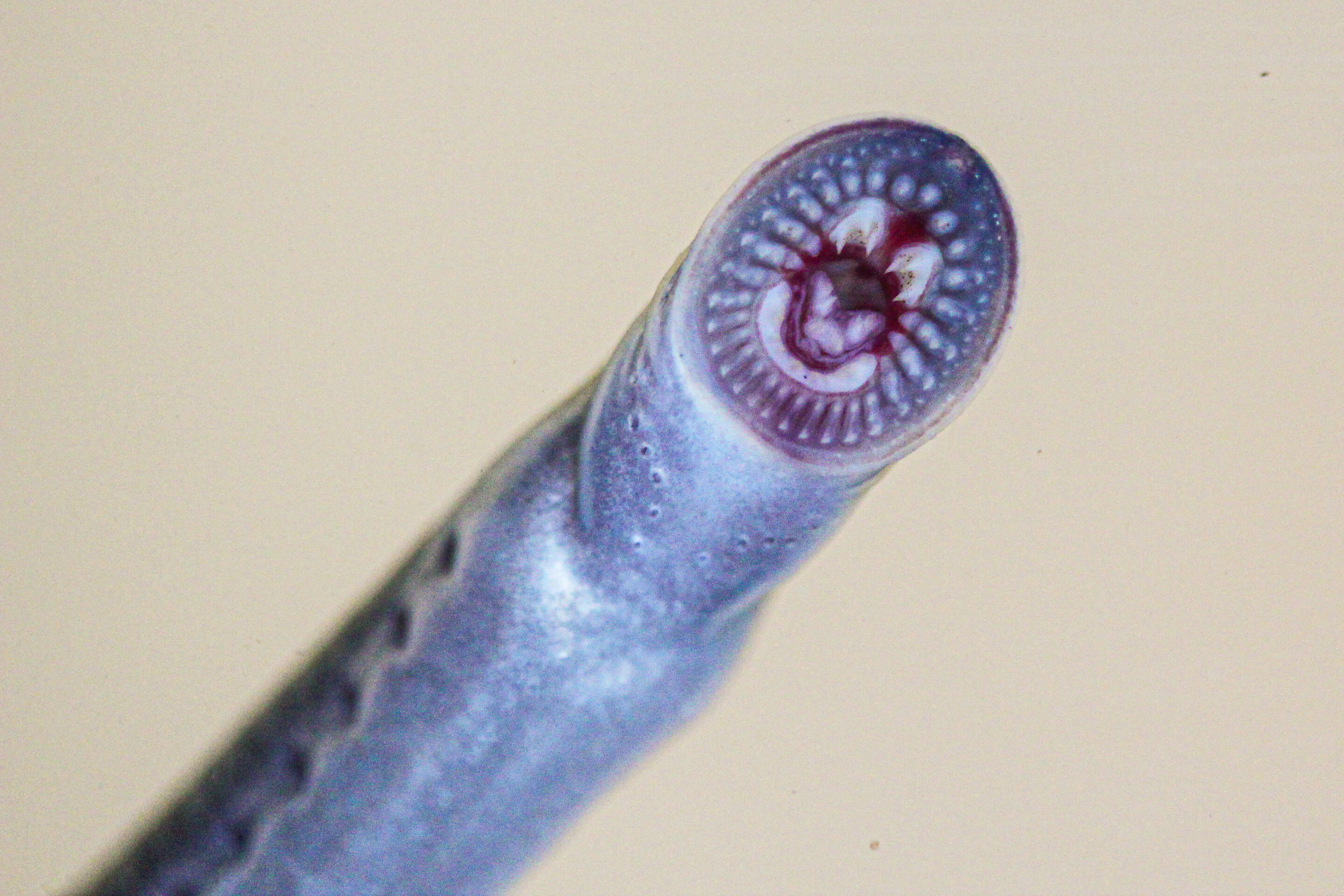 photo of Scientists find ancient, endangered lamprey fish in Queensland, 1400 km north of its previous known range image
