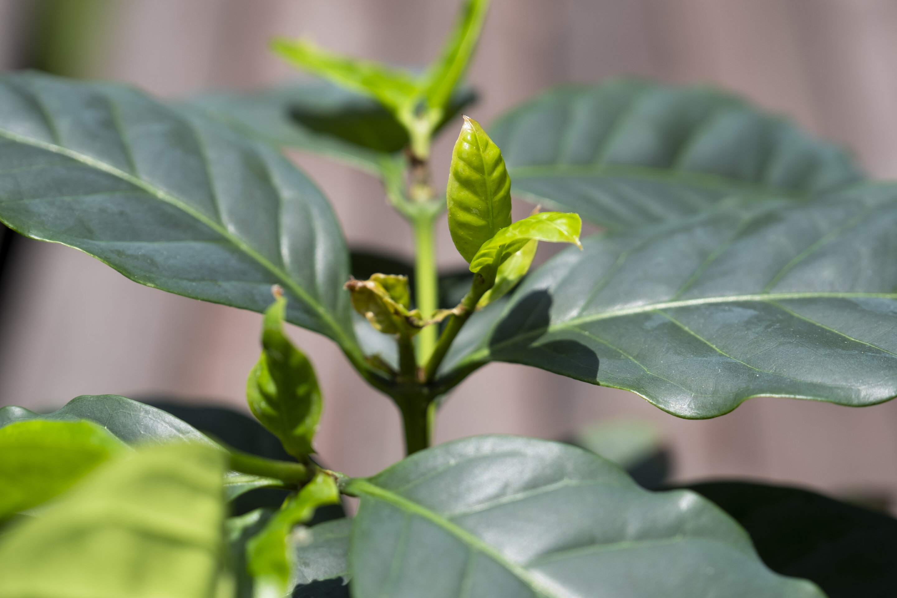Des scientifiques découvrent des gènes communs qui défendent les plants de café contre des maladies dévastatrices