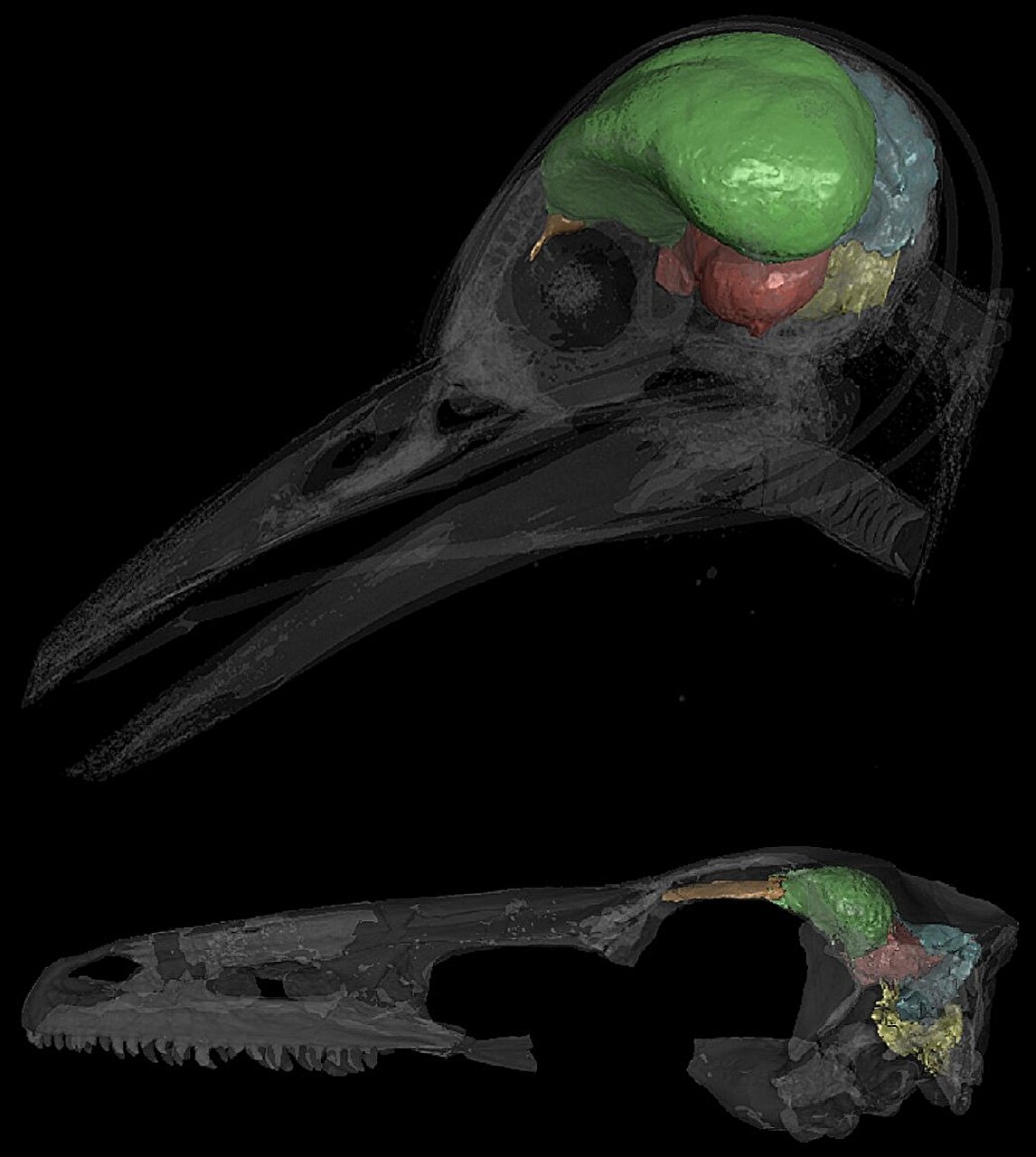 #Scientists pinpoint growth of brain’s cerebellum as key to evolution of bird flight