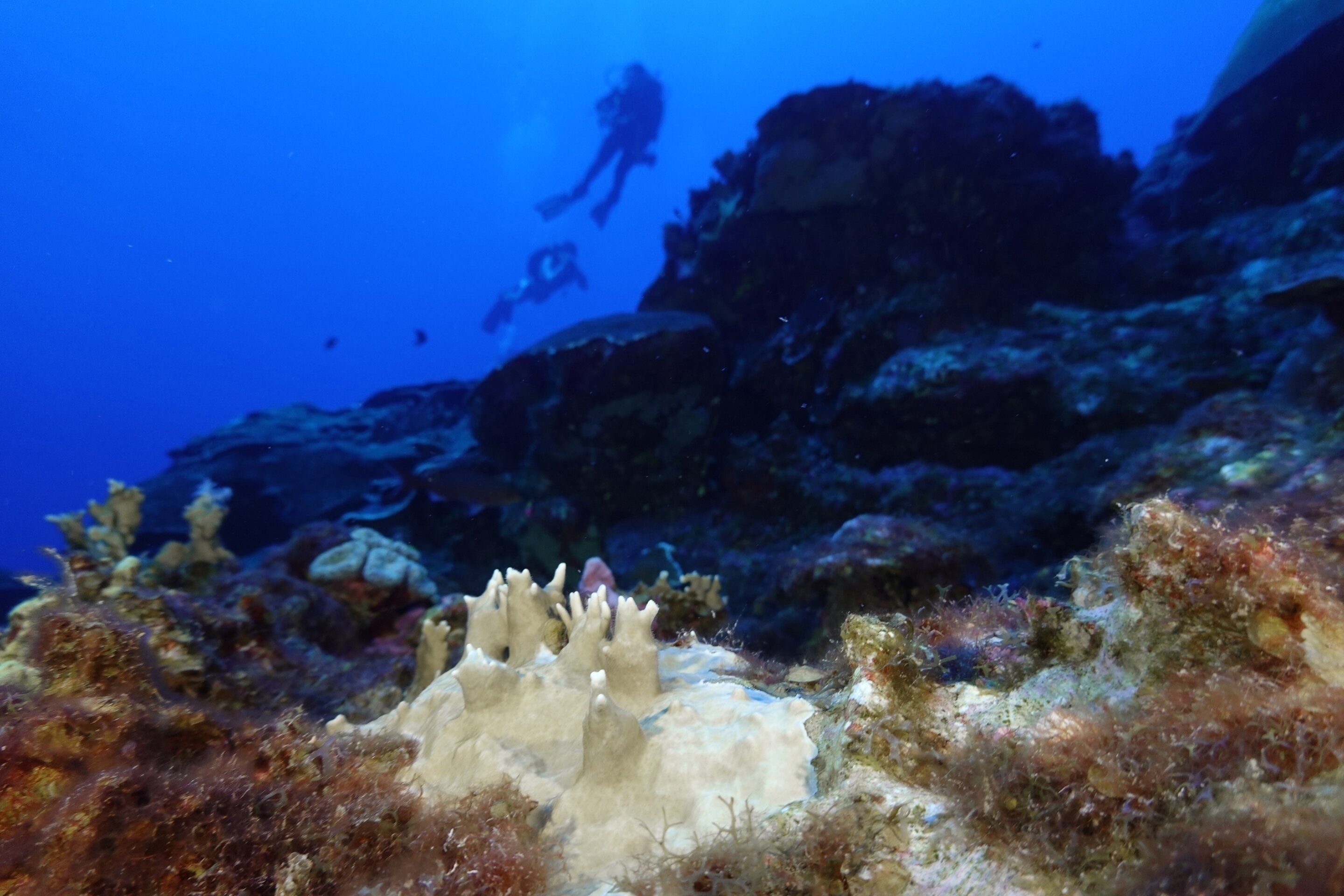 photo of Scientists say coral reefs around the world are experiencing mass bleaching in warming oceans image