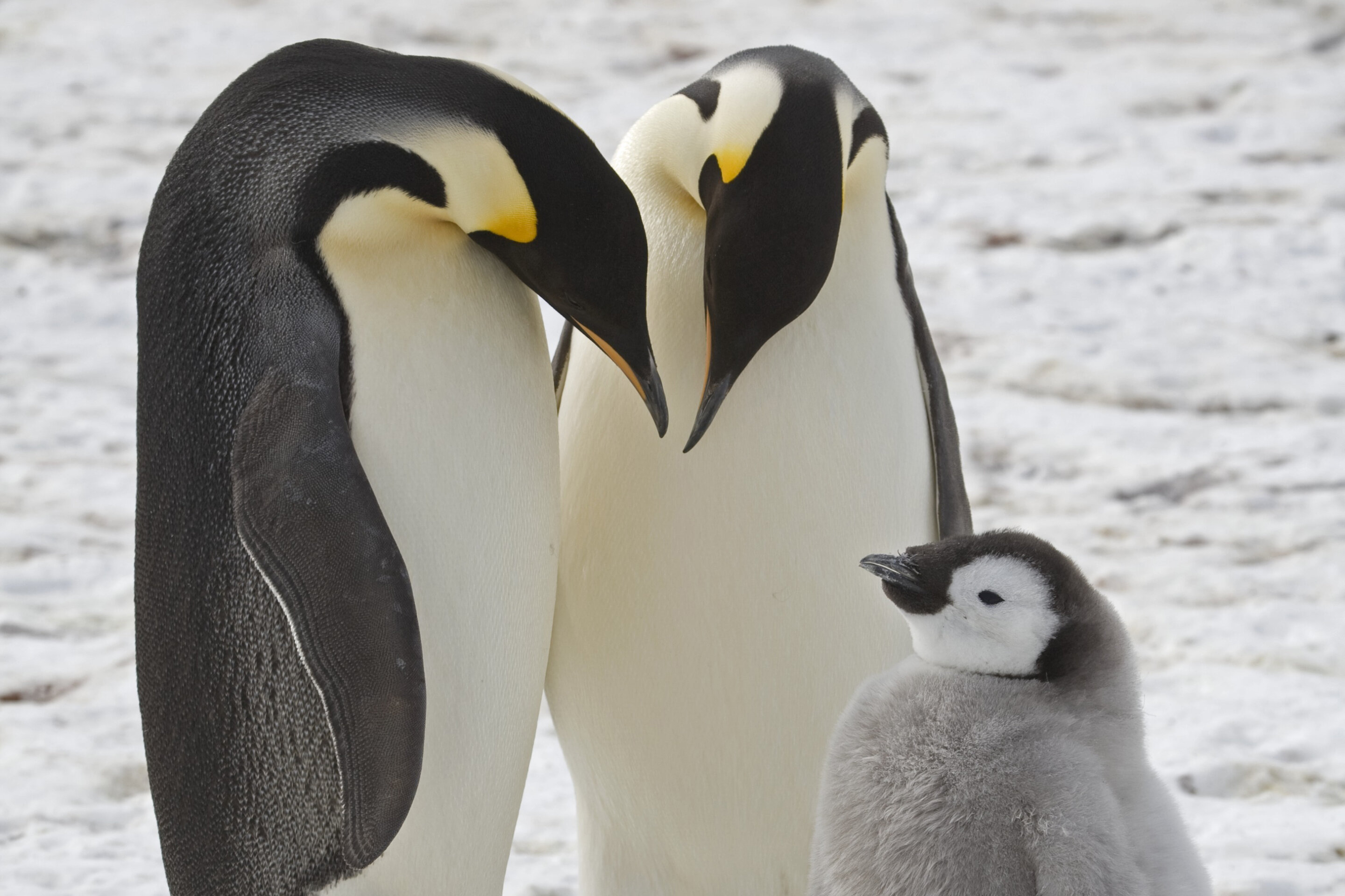 #Scientists spot previously unknown colonies of emperor penguins in Antarctica