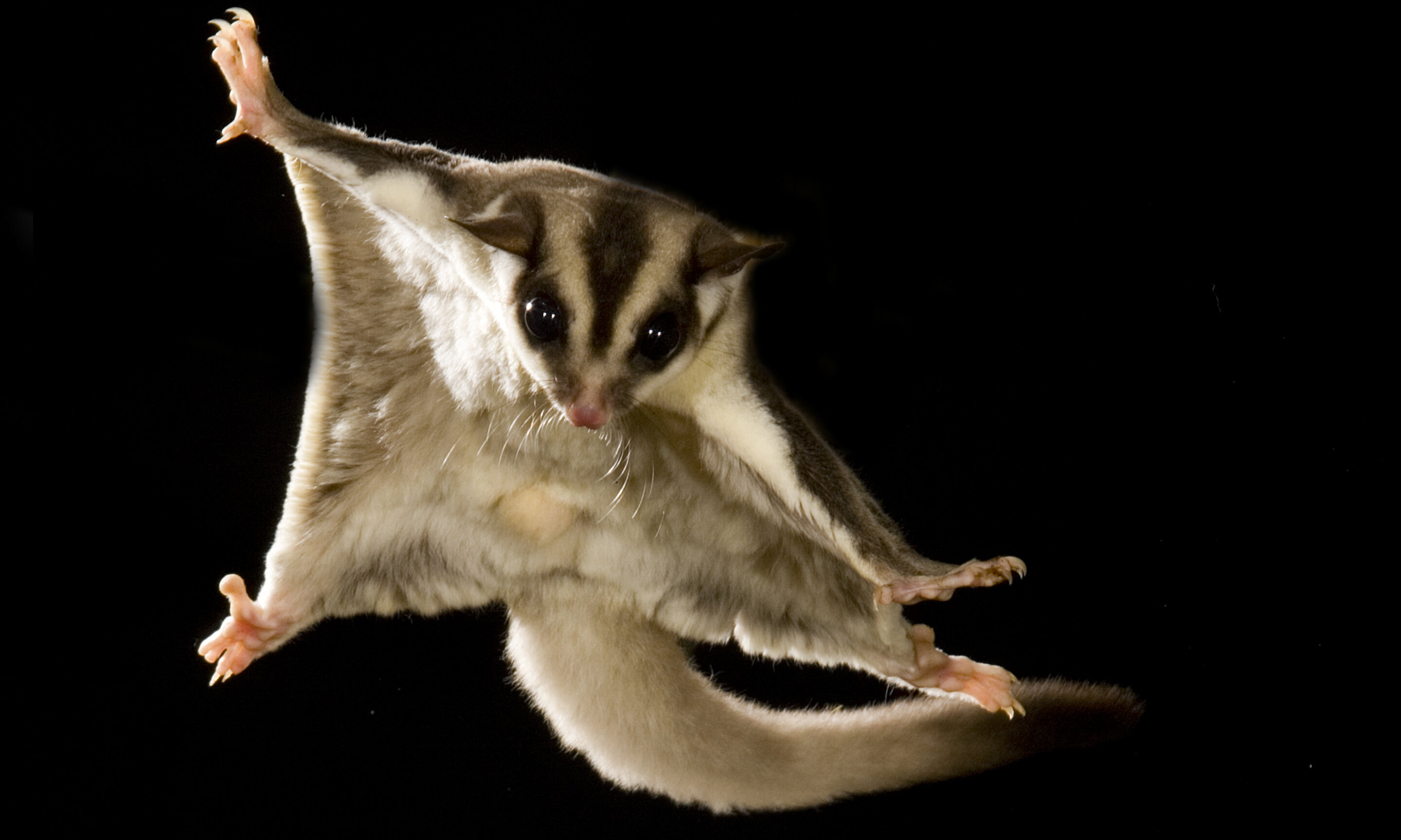 photo of A key gene helps explain how the ability to glide has emerged over-and-over during marsupial evolution image