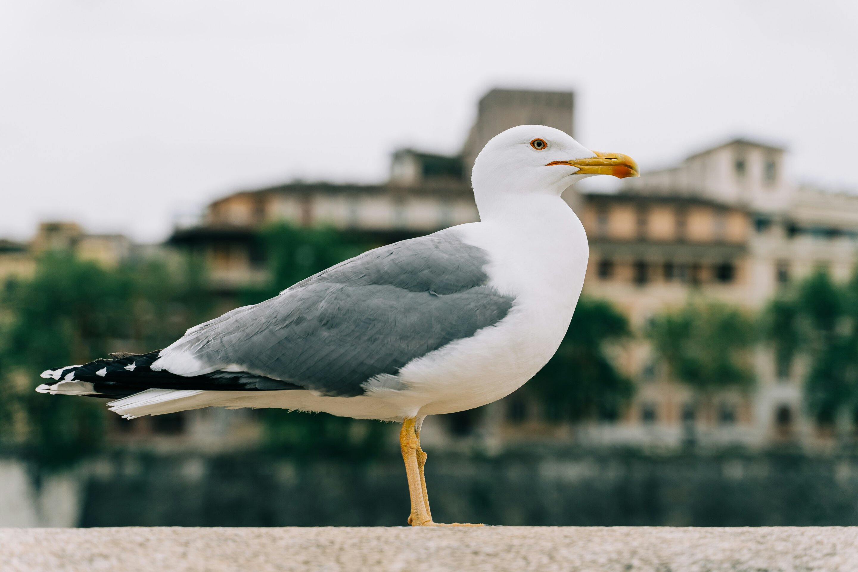 photo of Bigger brains allow cliff-nesting seagull species to survive and thrive in urban environments image