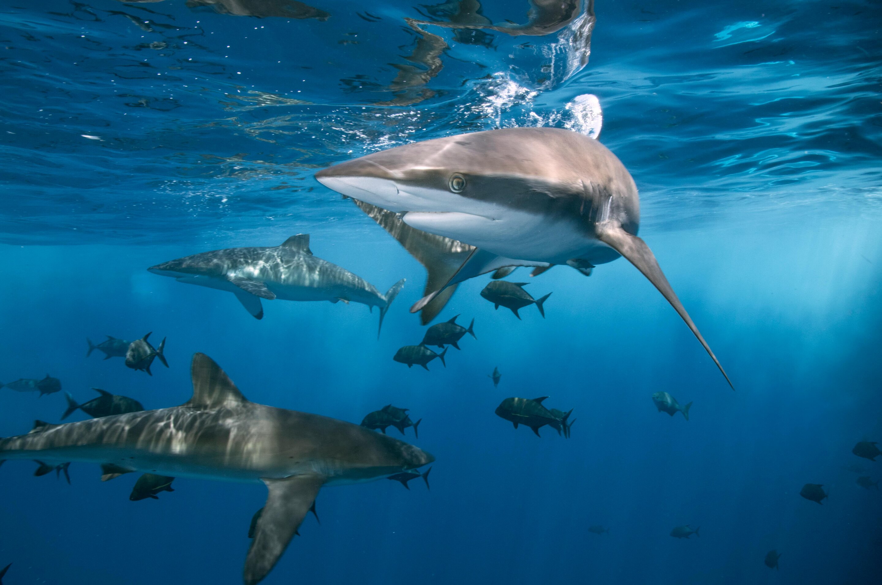新研究表明，没有鲨鱼的海洋将远没有那么健康