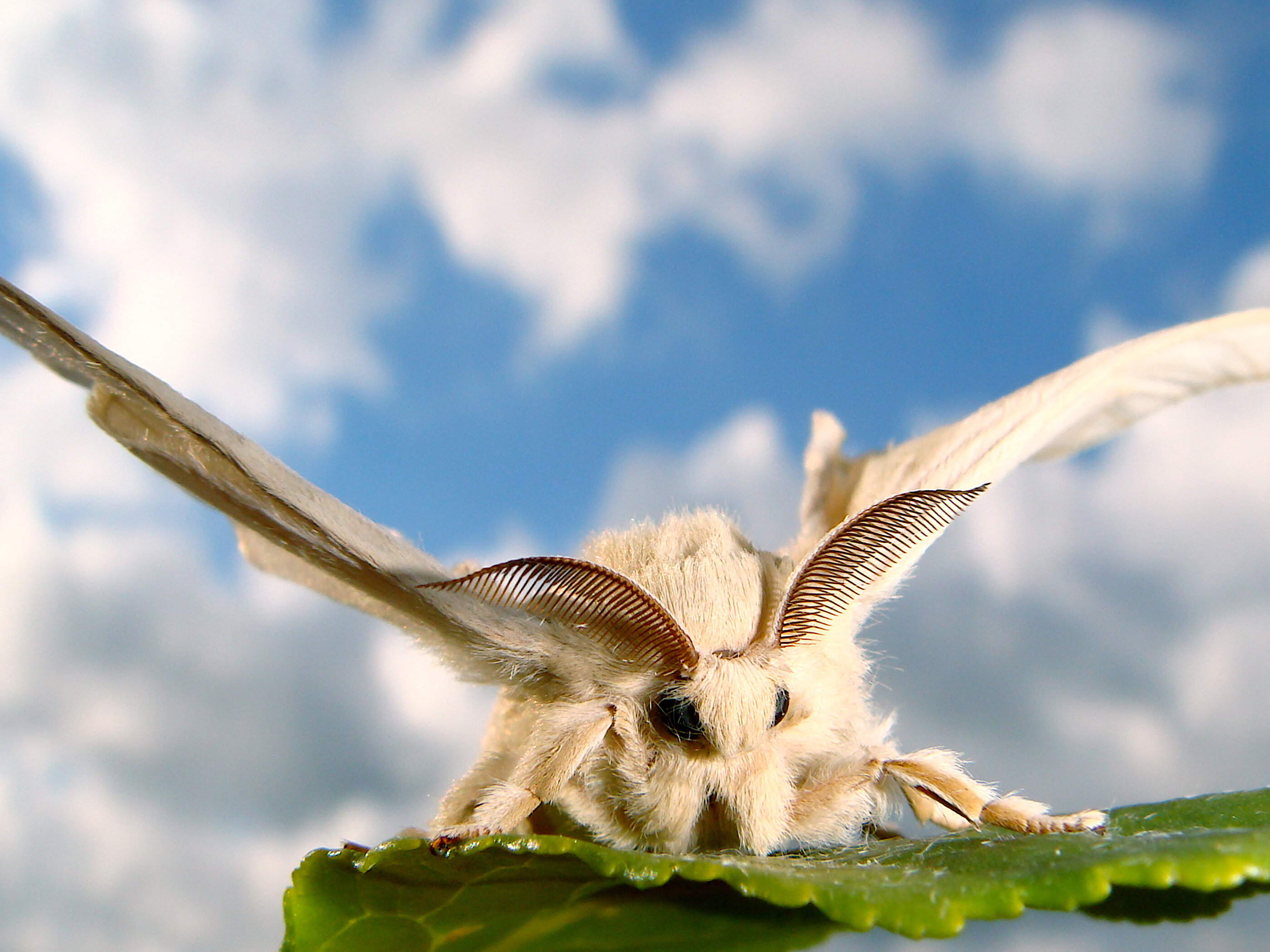 #The differing olfactory worlds of female and male silk moths