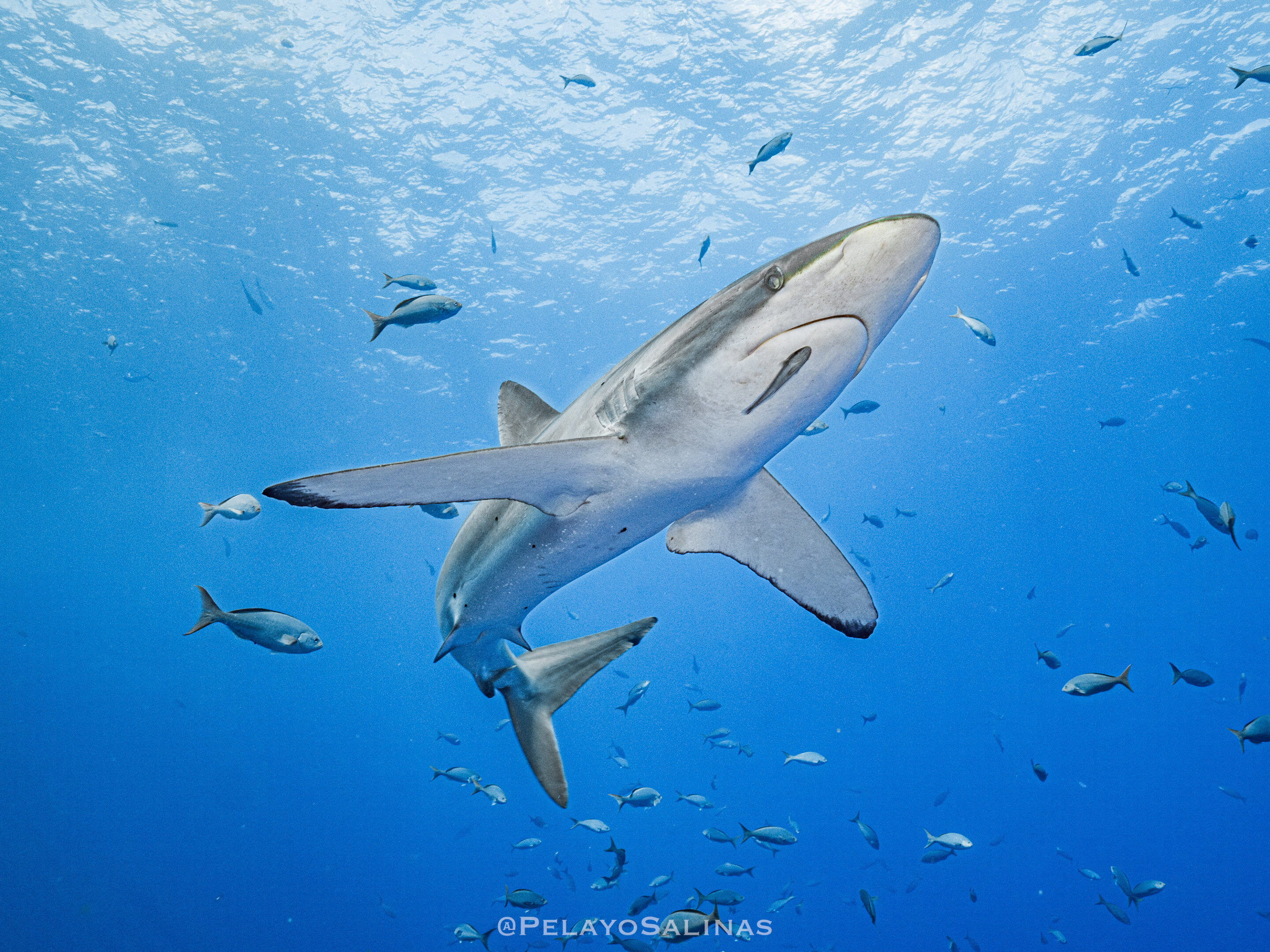 Silky shark makes record breaking migration in international waters of ...