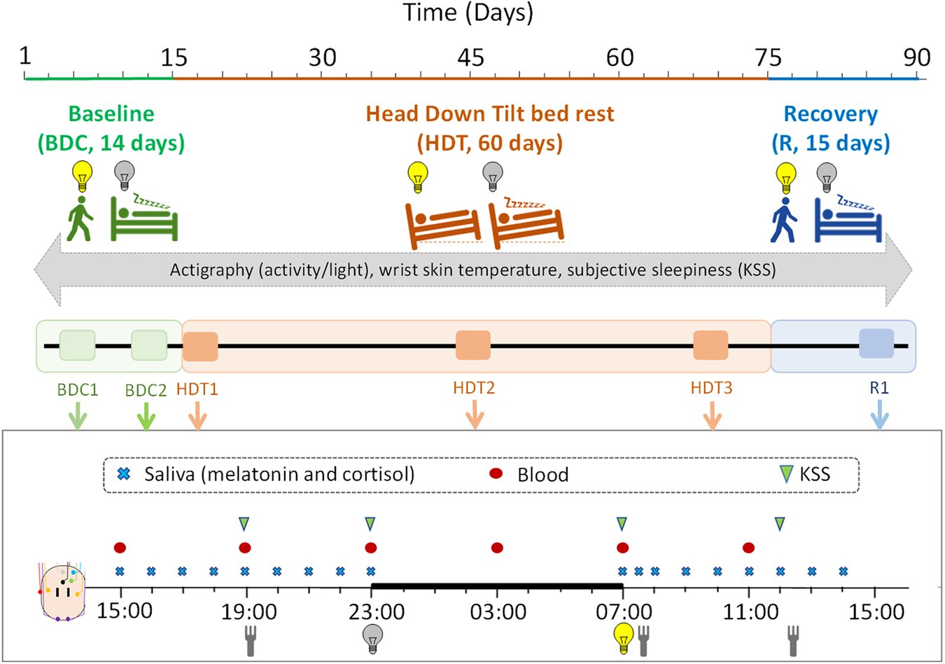 Simulated microgravity affects sleep and physiological rhythms, study finds
