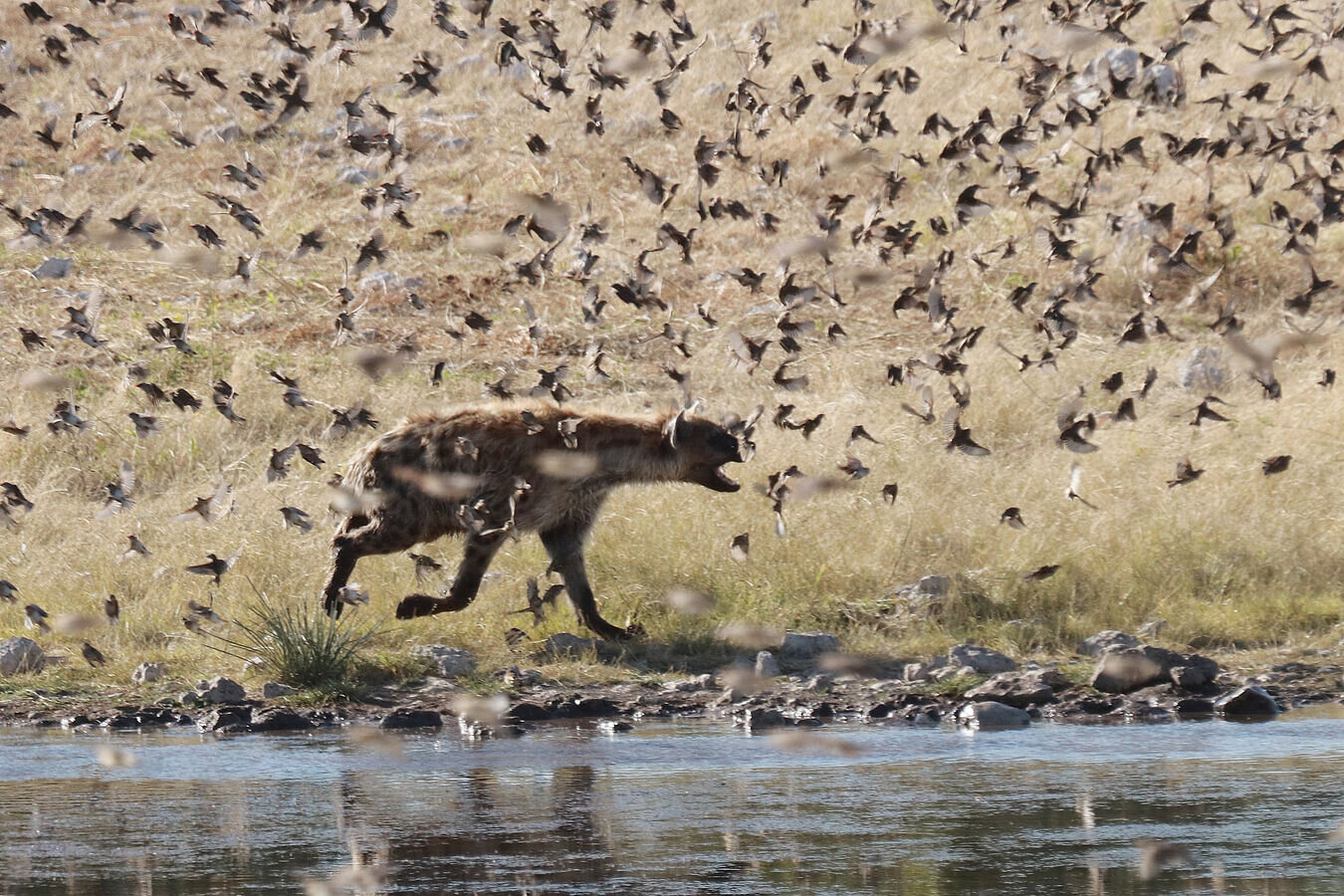 photo of Small birds spice up the already diverse diet of spotted hyenas in Namibia image
