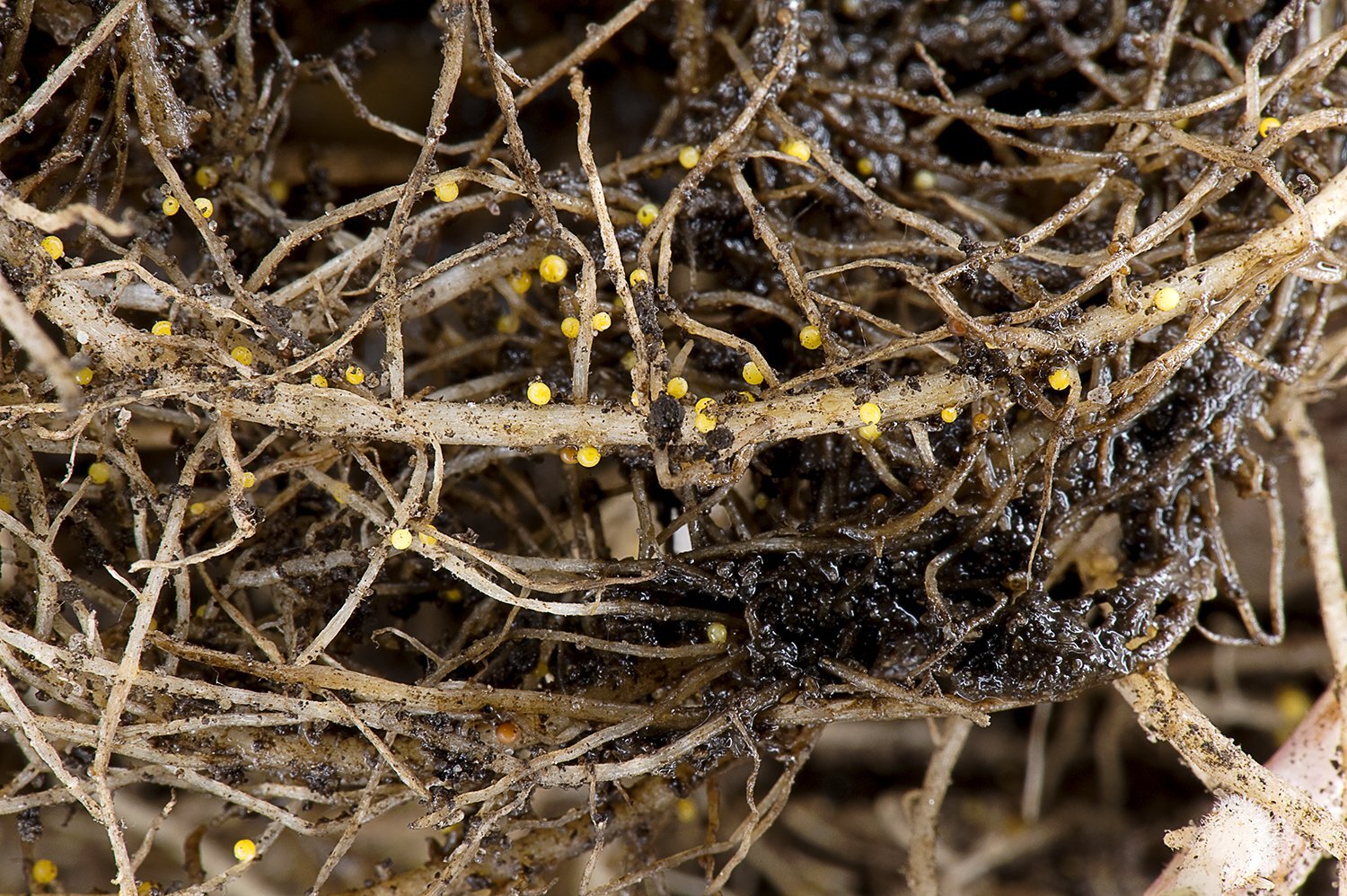 Los investigadores han descubierto que la fumigación del suelo es eficaz contra las plagas de las patatas