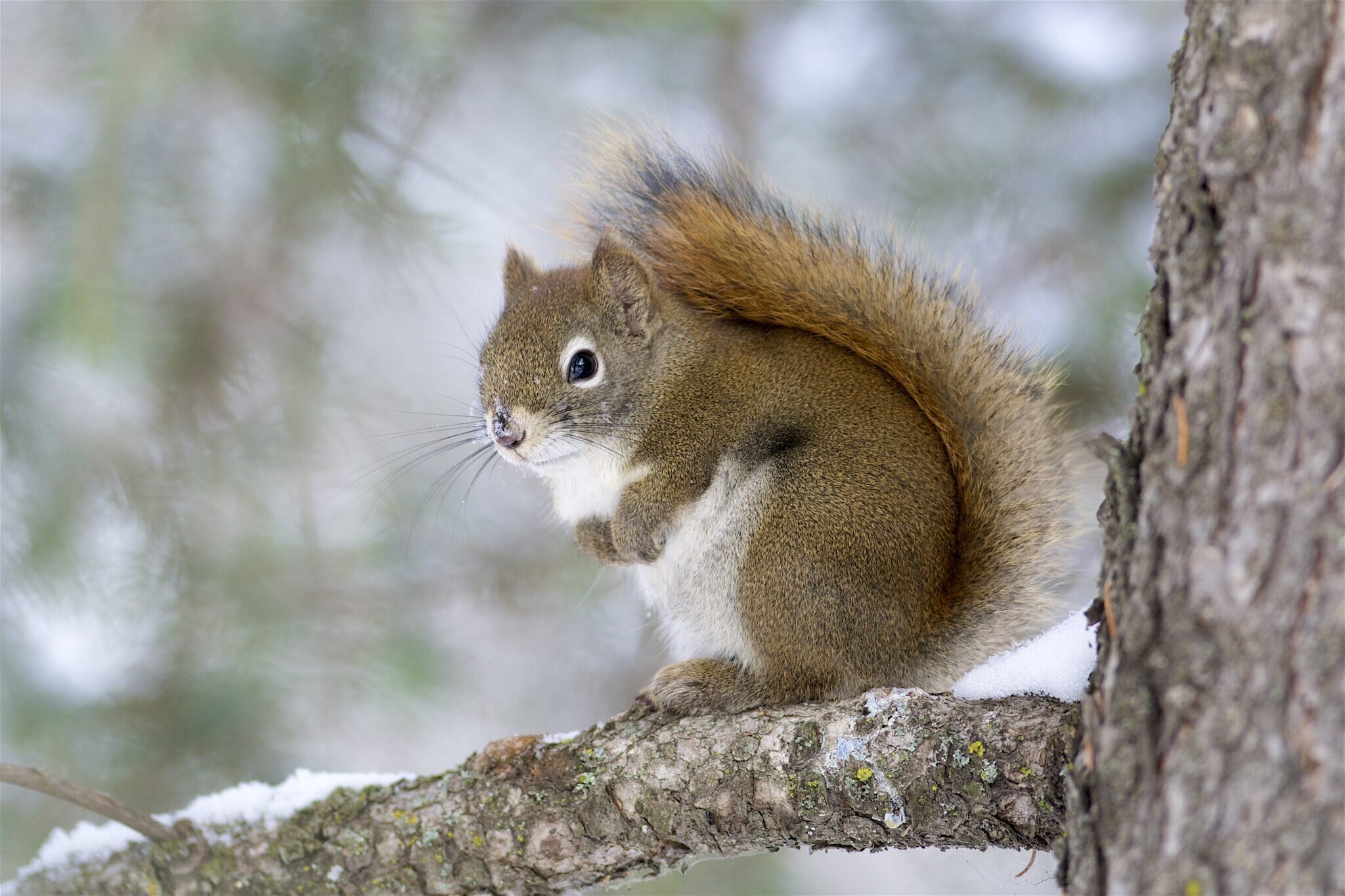 photo of Study suggests squirrels benefit late in life from a food boom that negates early-life adversity image