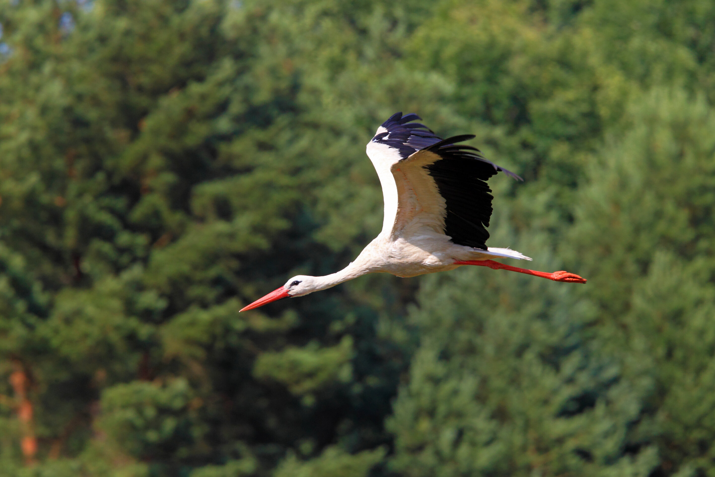 Birds of a feather flocking together: Research shows storks prefer to fly with conspecifics during migration