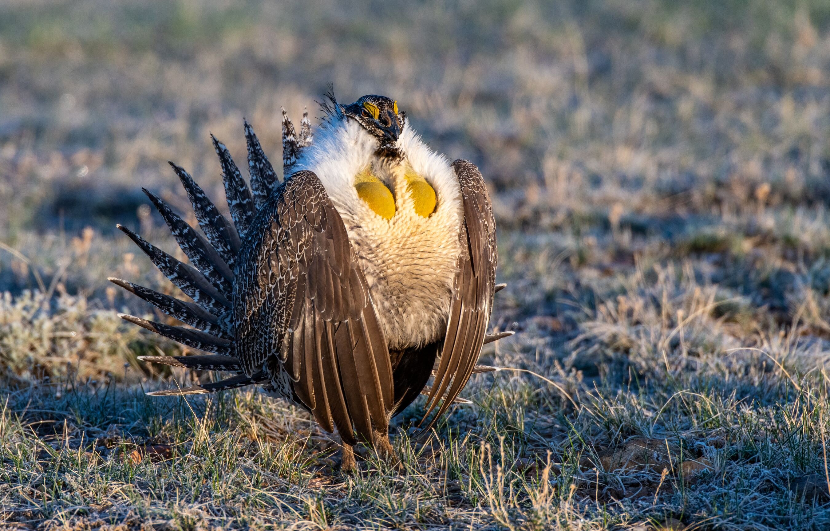 Strategic grazing could boost conservation of 'near-threatened' sage-grouse