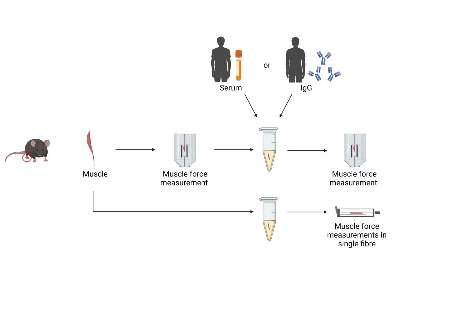 Study uncovers key factors in myositis-induced muscle weakness