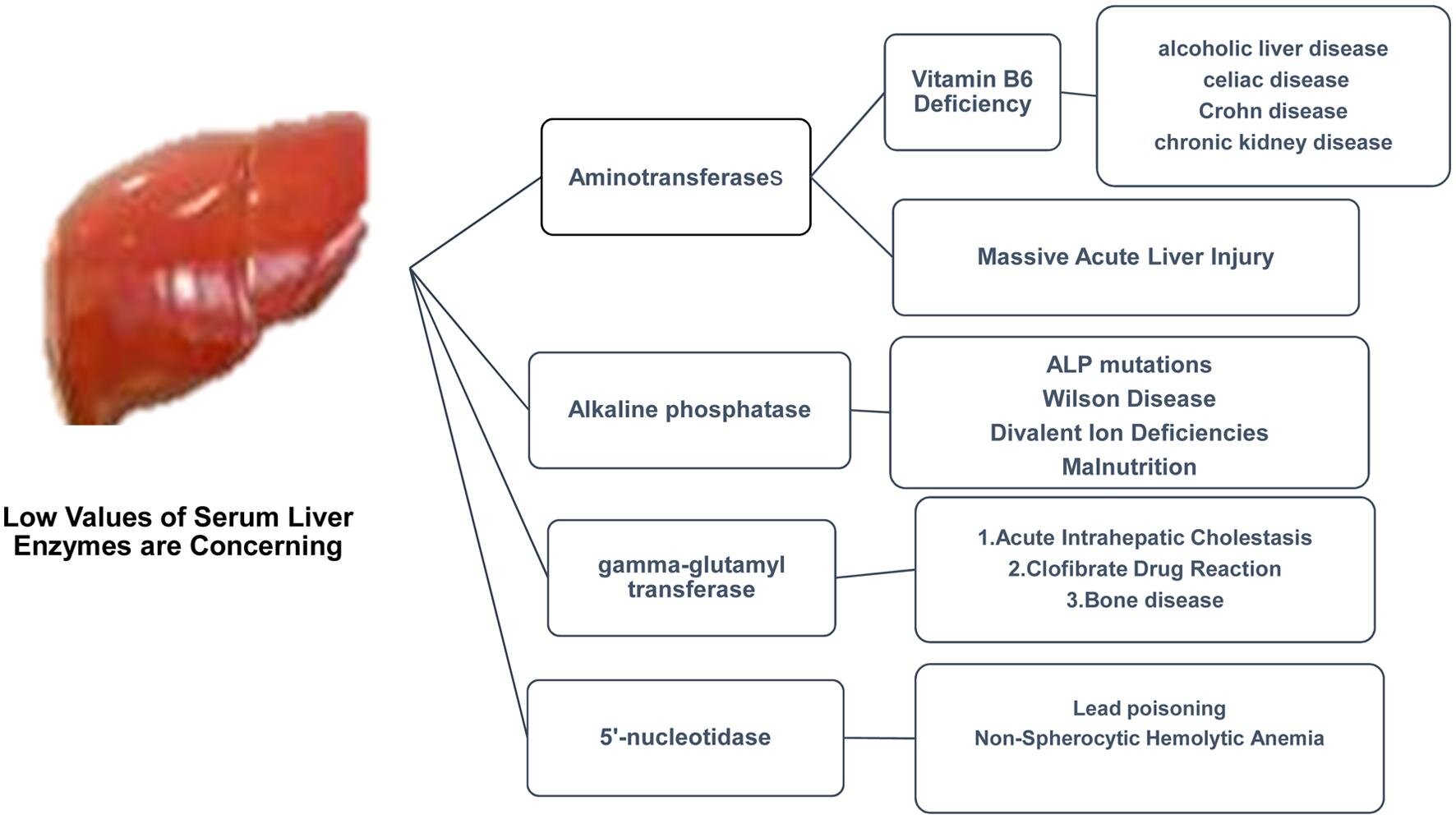 Review focuses on diseases associated with subnormal serum liver enzyme levels