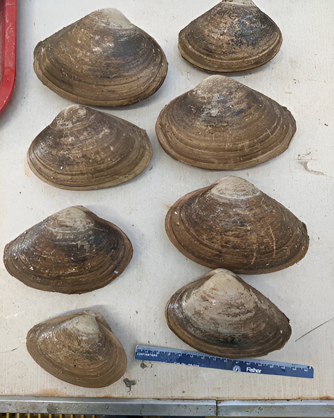 photo of Surf clams off the coast of Virginia reappear and rebound image