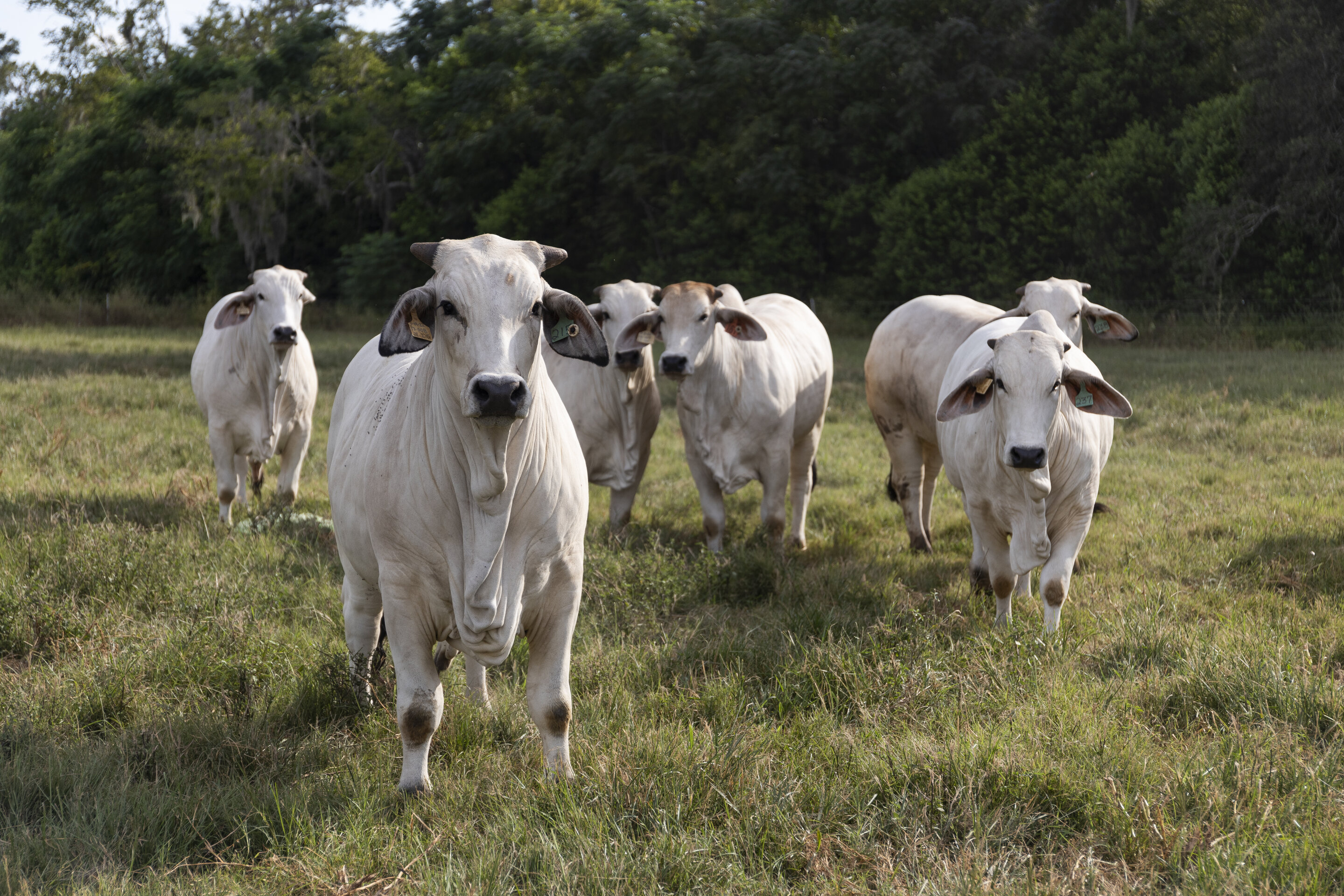 #Sweaty cattle may boost food security in a warming world