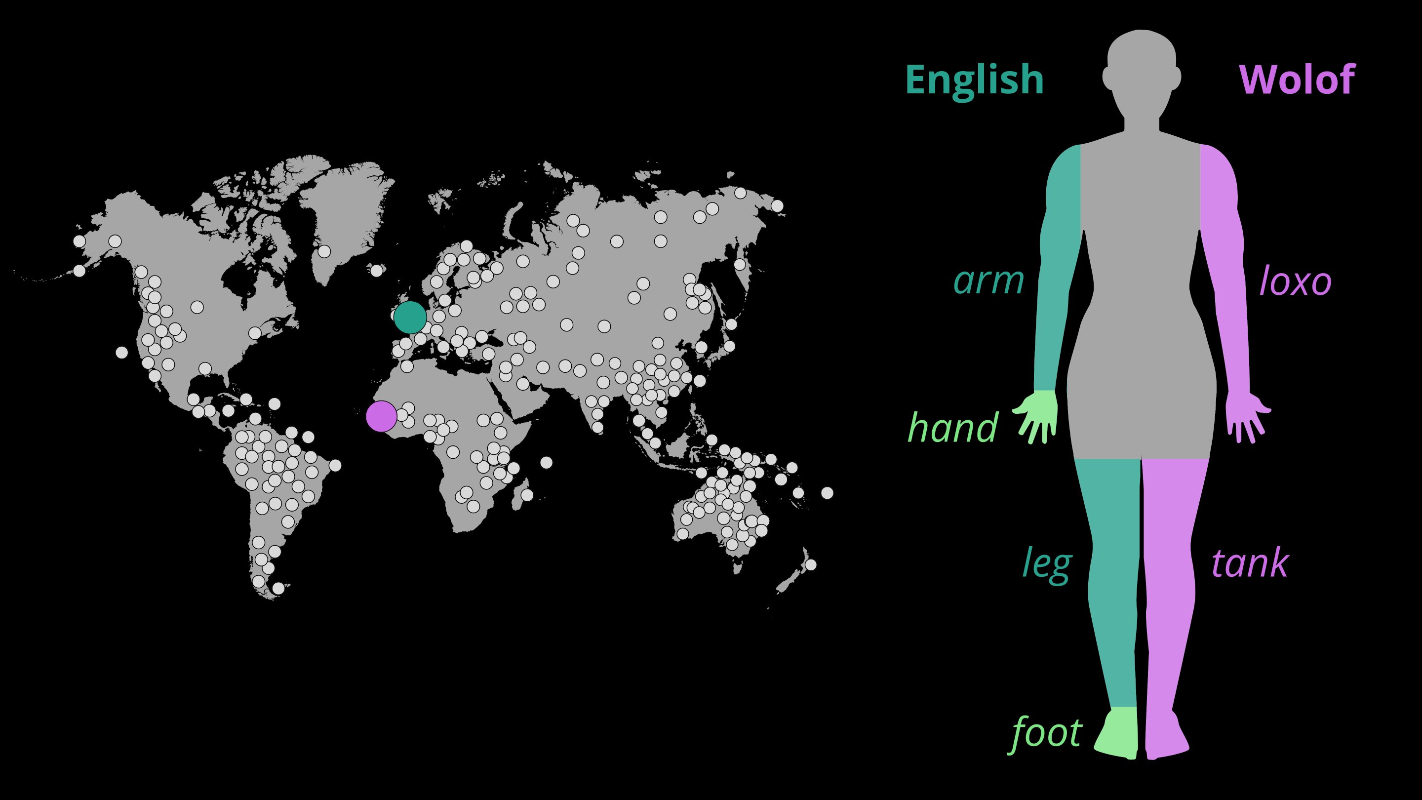 Researchers develop algorithms to understand how humans form body part vocabularies
