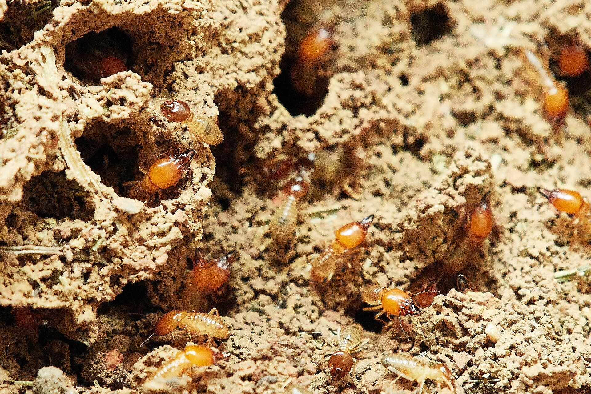 photo of Invasive termites dining in our homes will soon be a reality in most cities, says research image