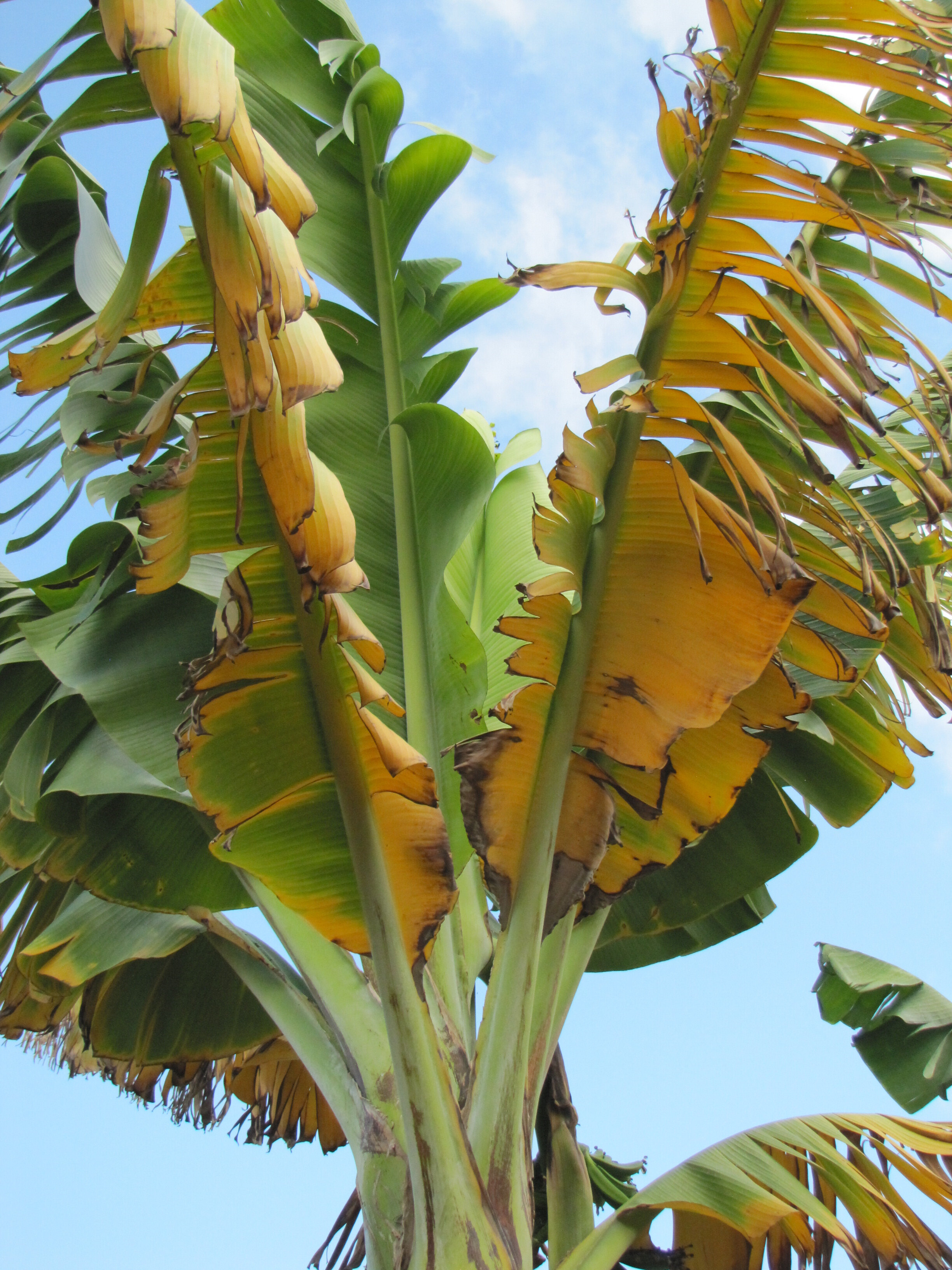 The banana apocalypse is coming, but biologists may have found a key to its survival