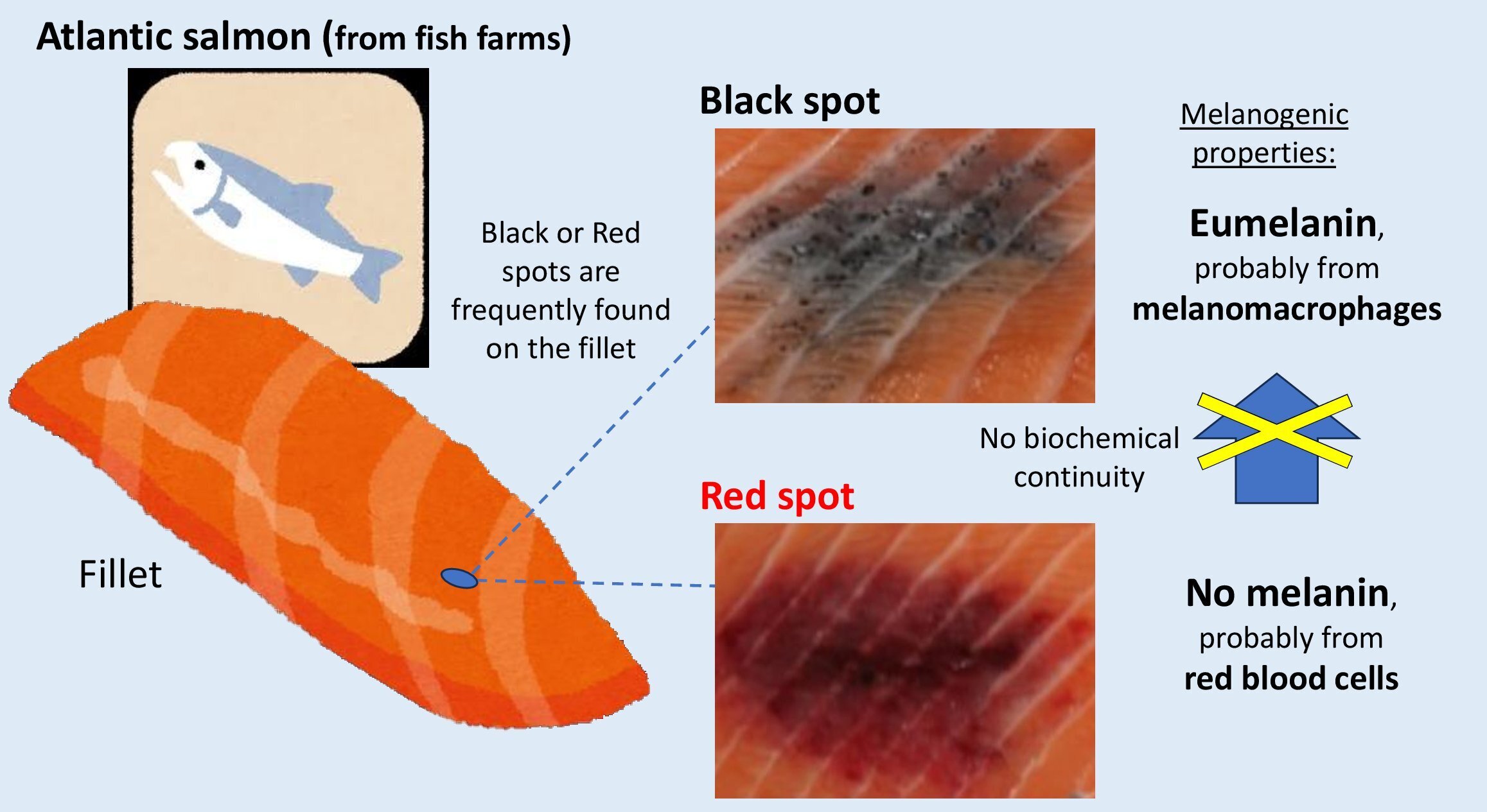 It turns out that the black spots on salmon fillets contain melanin