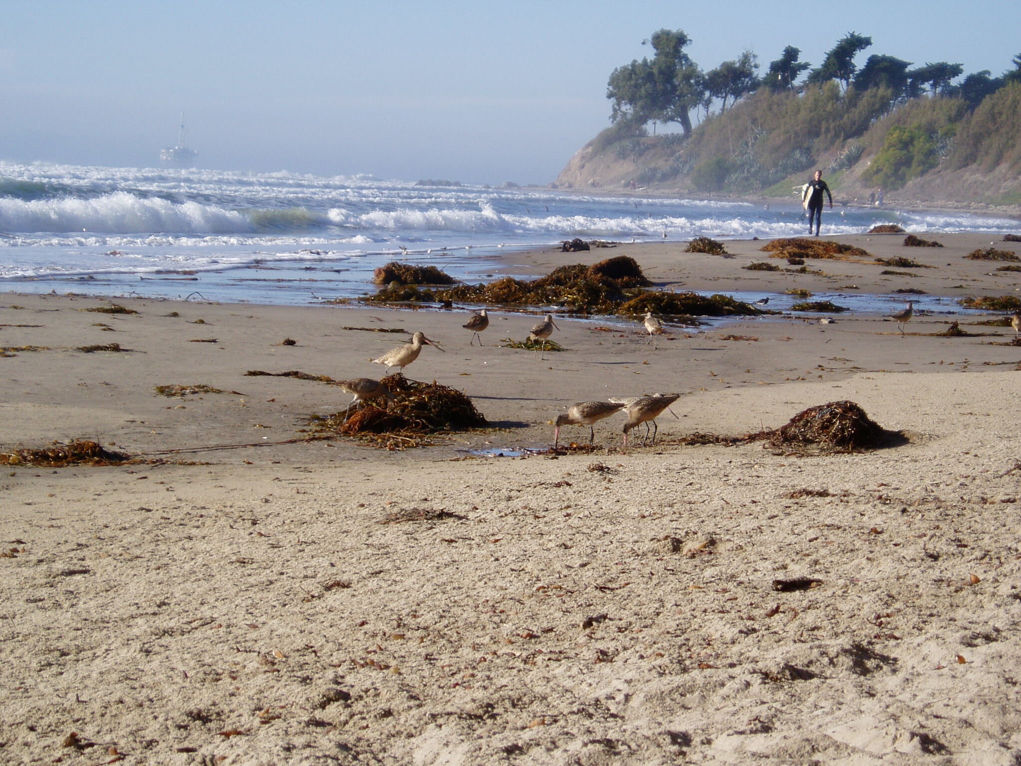 #Study uncovers the synchrony connecting kelp forests to the beach