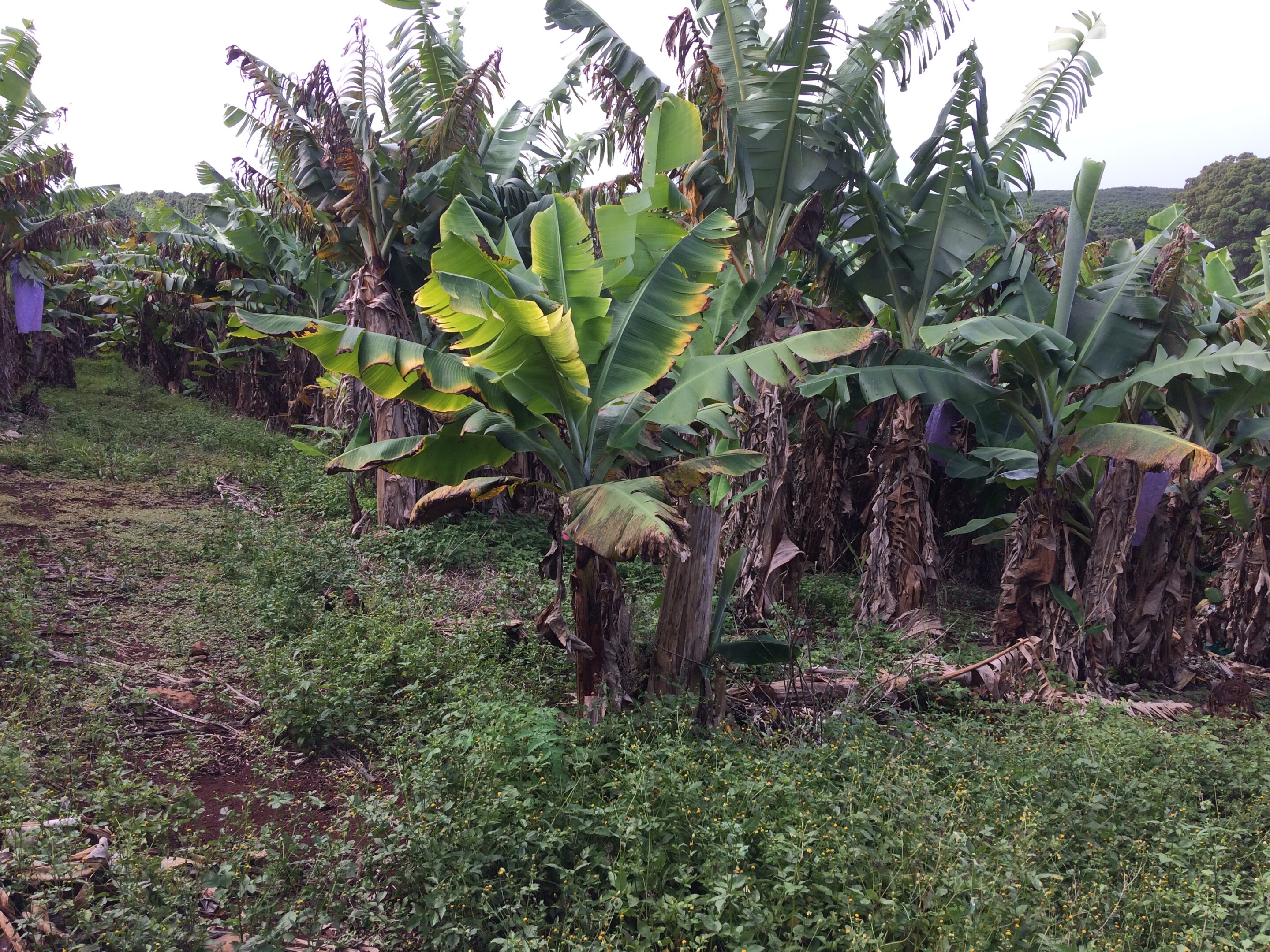 photo of The road to food security through better plant disease management image