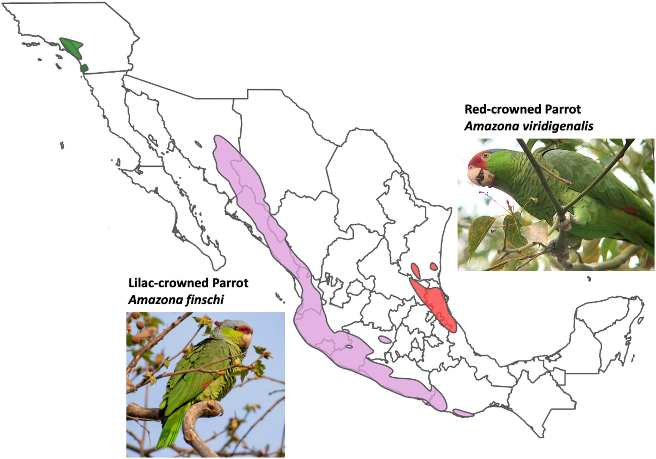 #Threatened in their homeland, feral Mexican parrots thrive on LA’s exotic landscaping