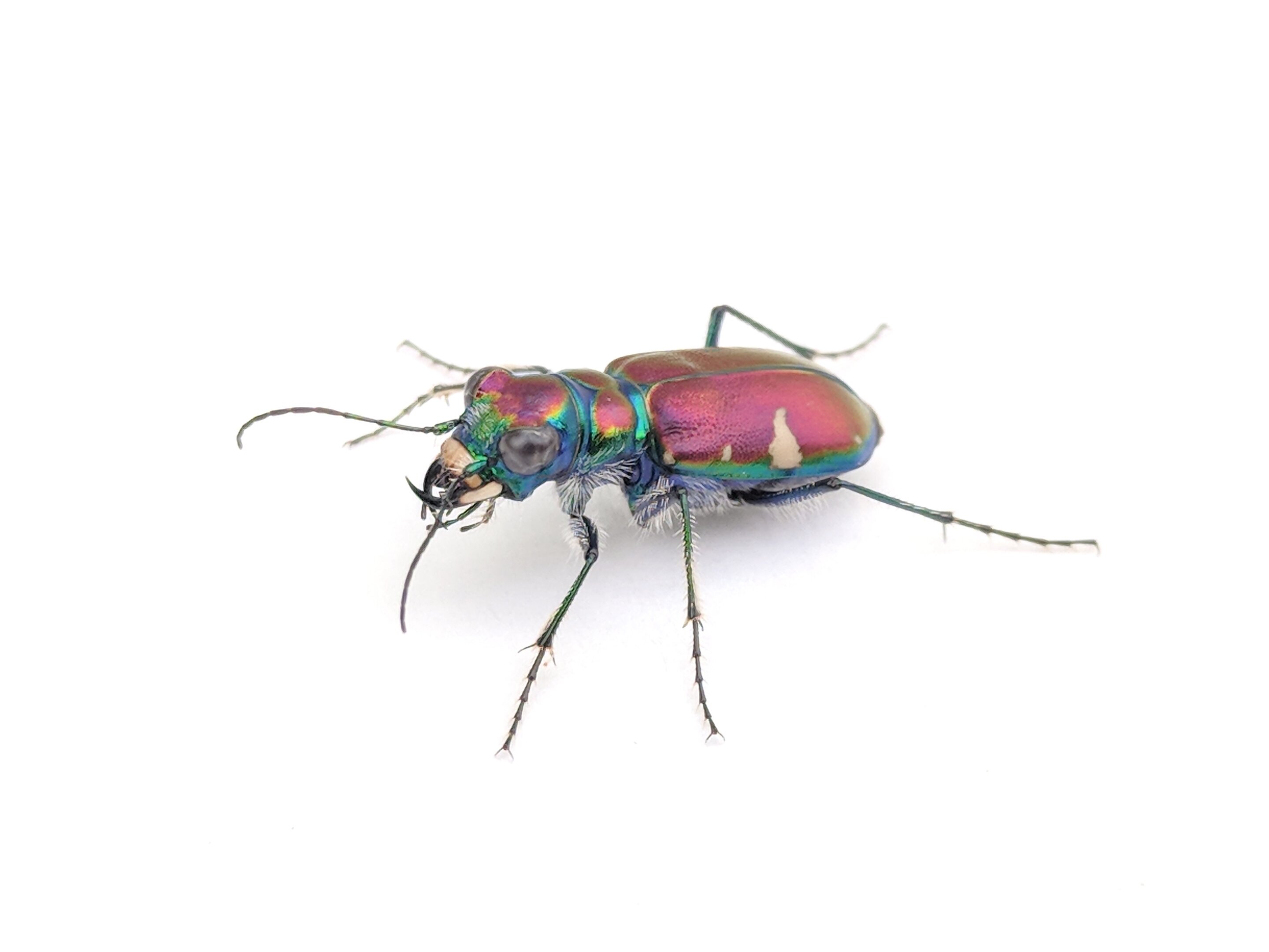 #Tiger beetles fight off bat attacks with ultrasonic mimicry
