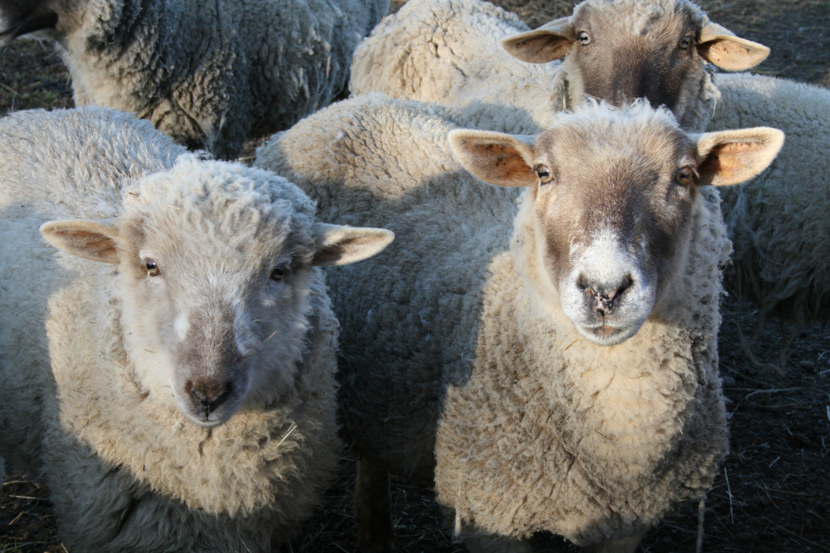 Onderzoekers trainen schapen om MRI-scans te maken terwijl ze wakker zijn