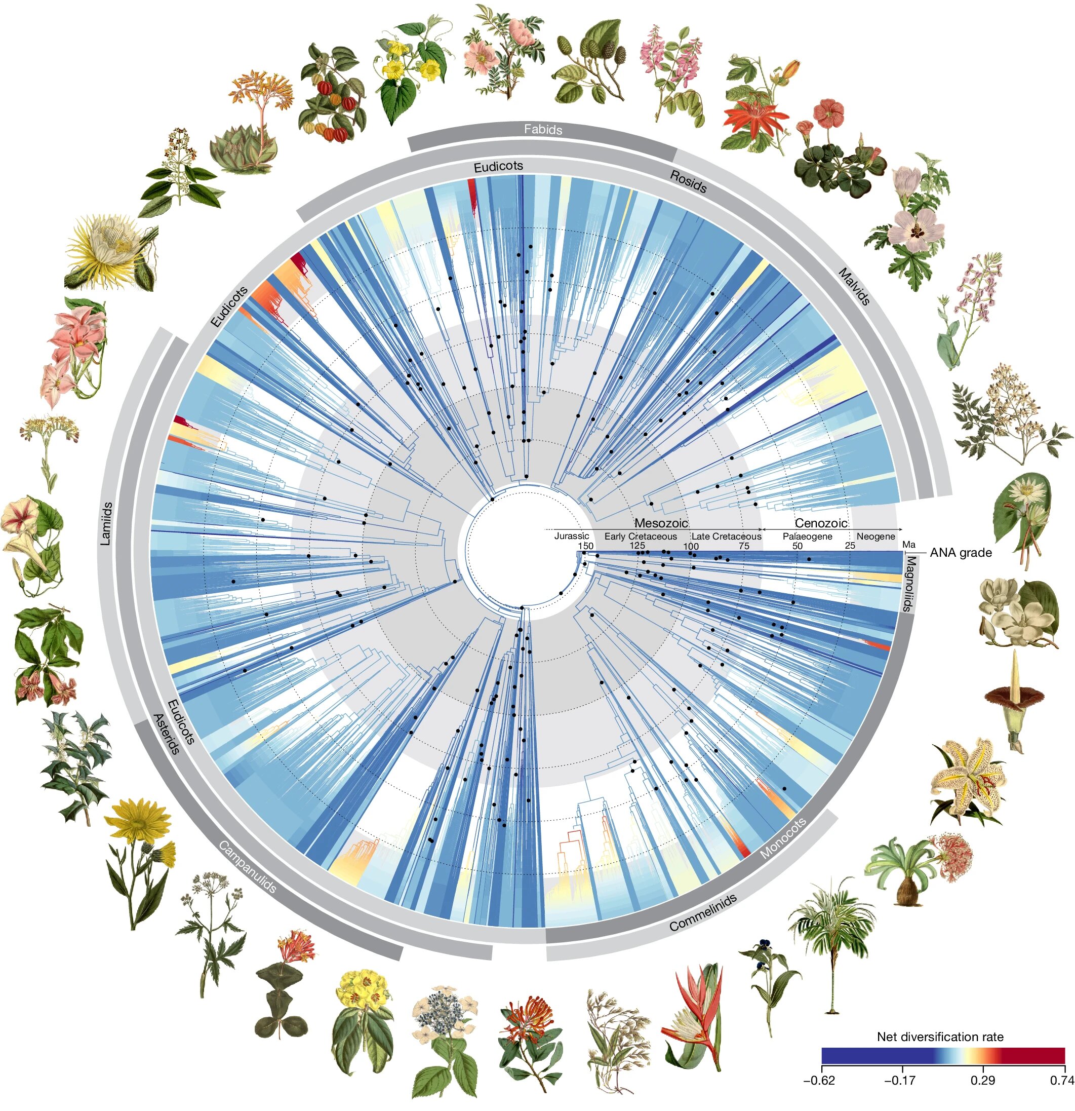 photo of International study produces a comprehensive 'tree of life' for flowering plants image