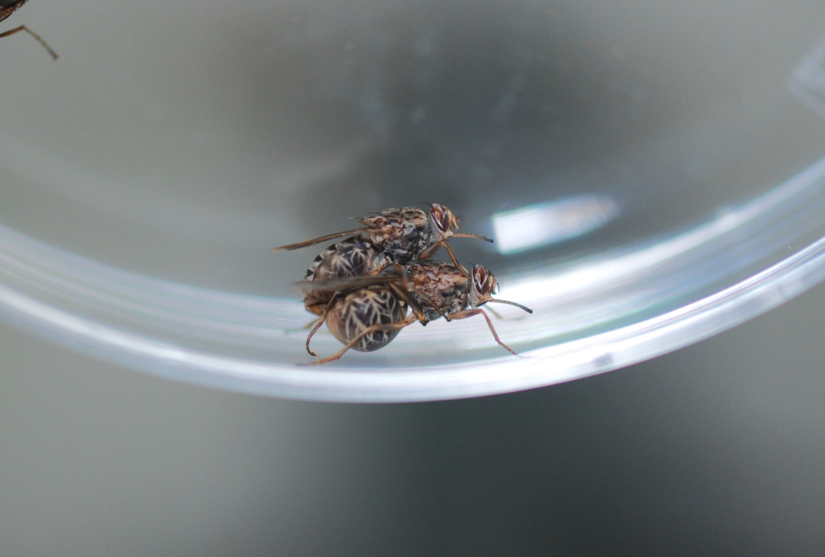 Tsetse fly fertility damaged after just one heat wave, study finds