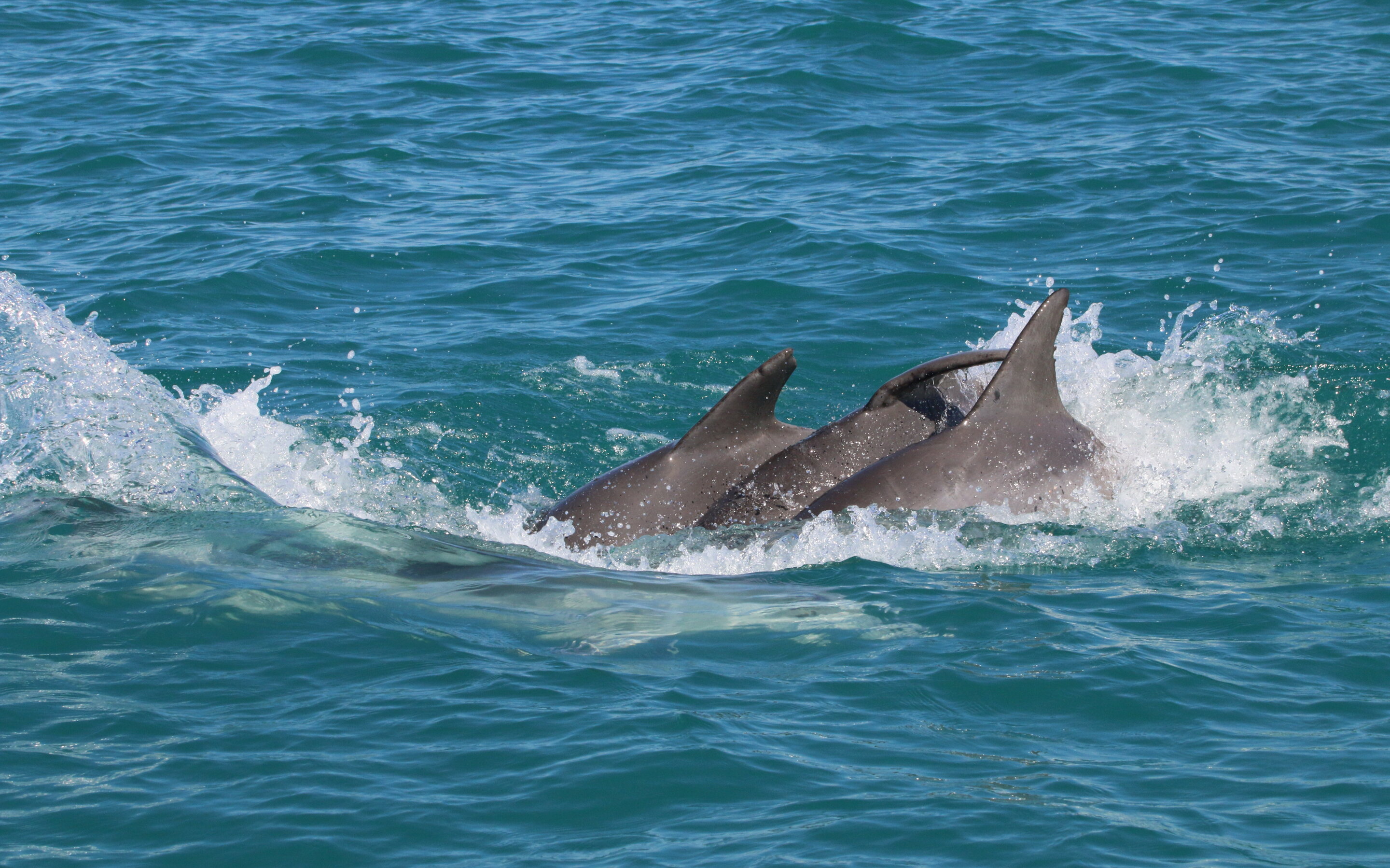 photo of Study finds juvenile dolphins who play together are more successful as adults image
