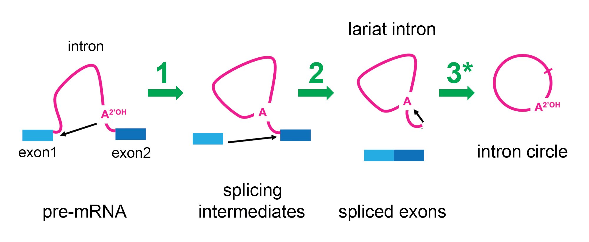 New Discoveries in Spliceosome Function: Genome Modification, Nuclear Speckles, and a Fully Interpretable Model of Pre-mRNA Splicing