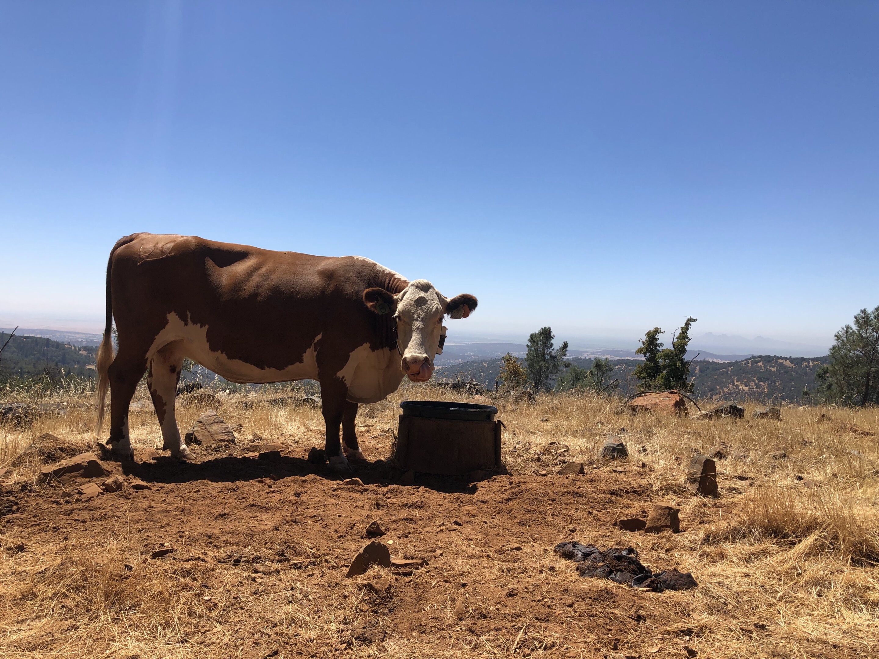 photo of Understanding cattle grazing personalities may foster sustainable rangelands image