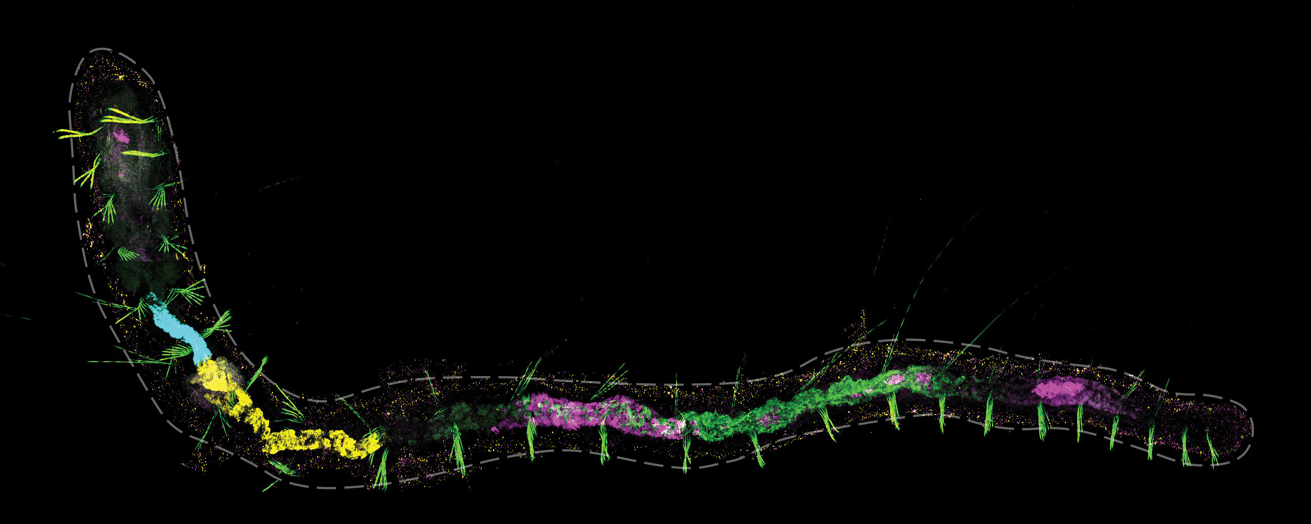 photo of Scientists share single-cell atlas for the highly regenerative worm, Pristina leidyi image