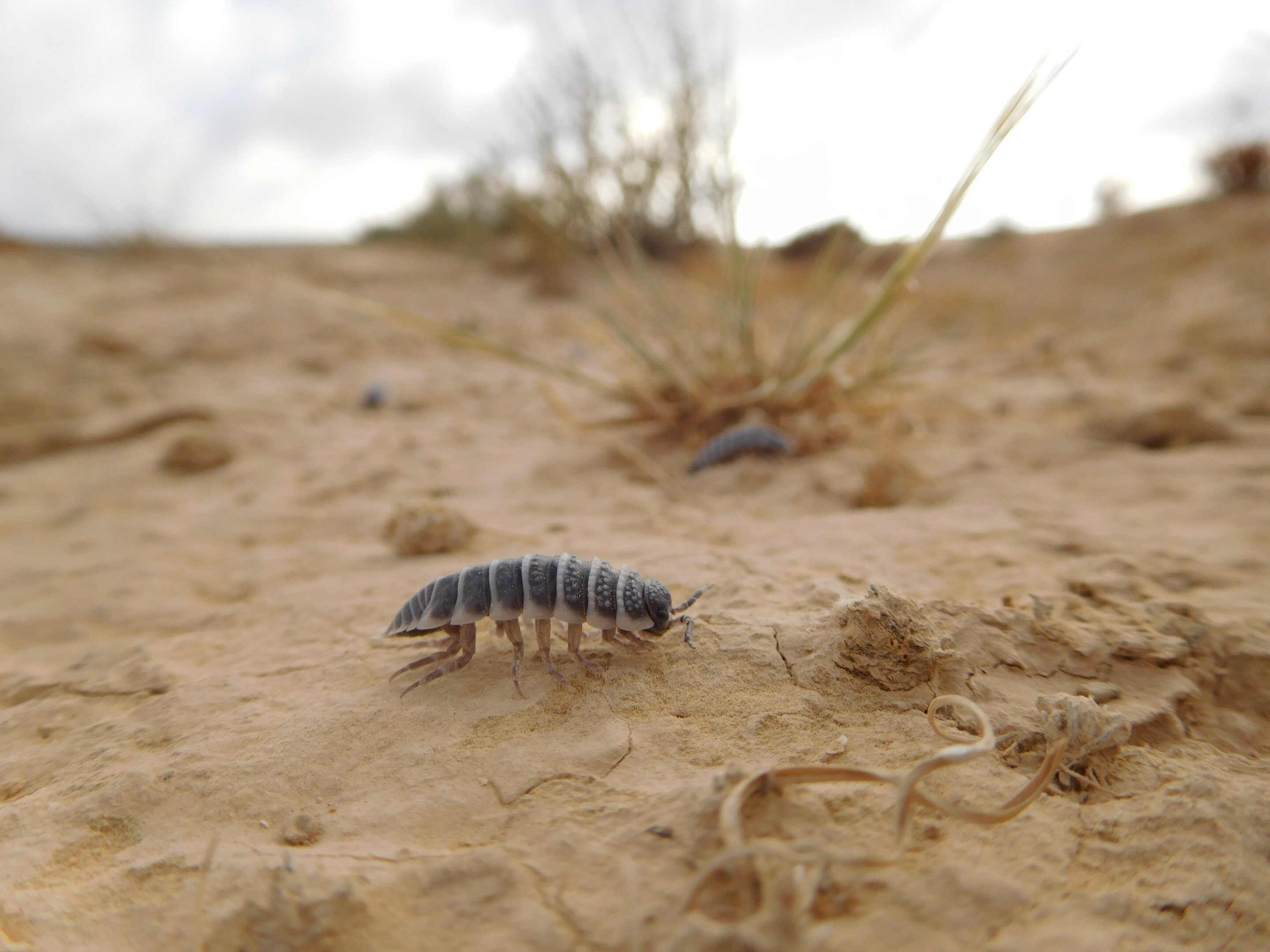 photo of Unraveling isopods' culinary secrets and why it matters for ecosystems image