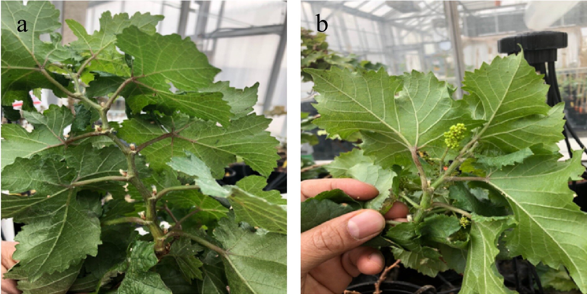 photo of Unraveling the unique role of DELLA proteins in grapevine flowering image