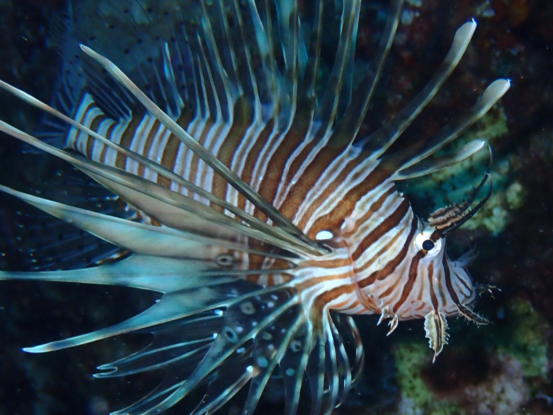 photo of Study highlights the impact of lionfish invasion in the Mediterranean Sea image