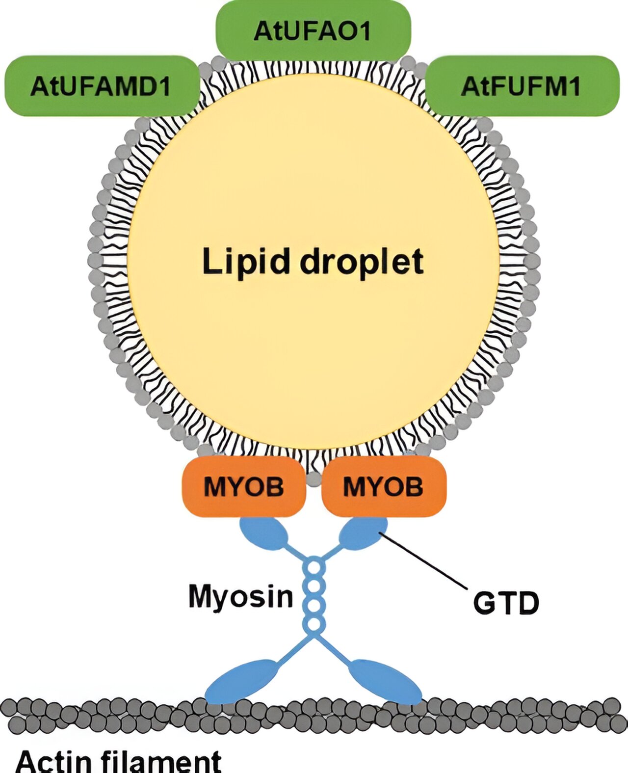 photo of Unveiling the molecular functions of lipid droplet proteins in Arabidopsis thaliana leaves image
