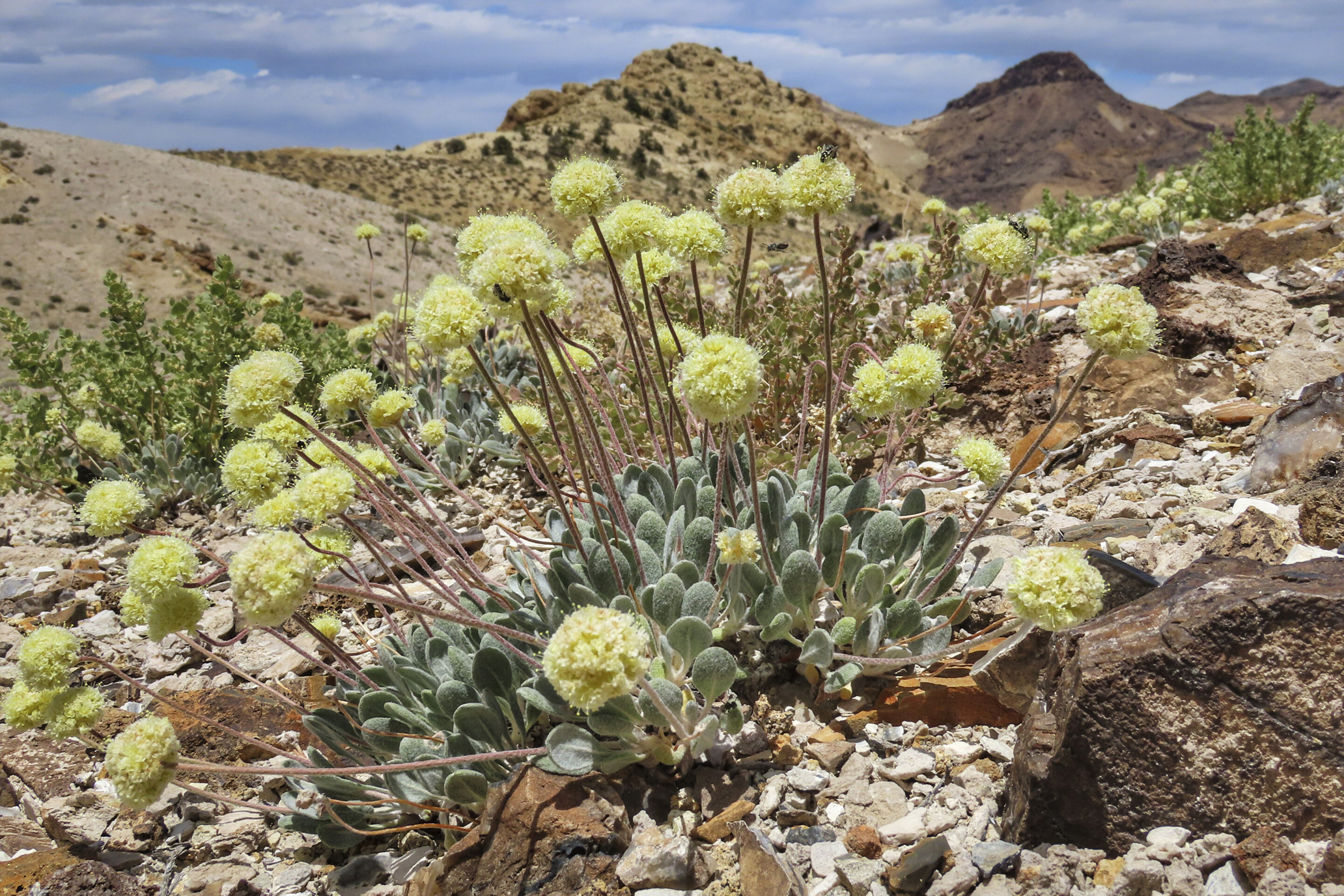 photo of US advances review of Nevada lithium mine amid concerns over endangered wildflower image