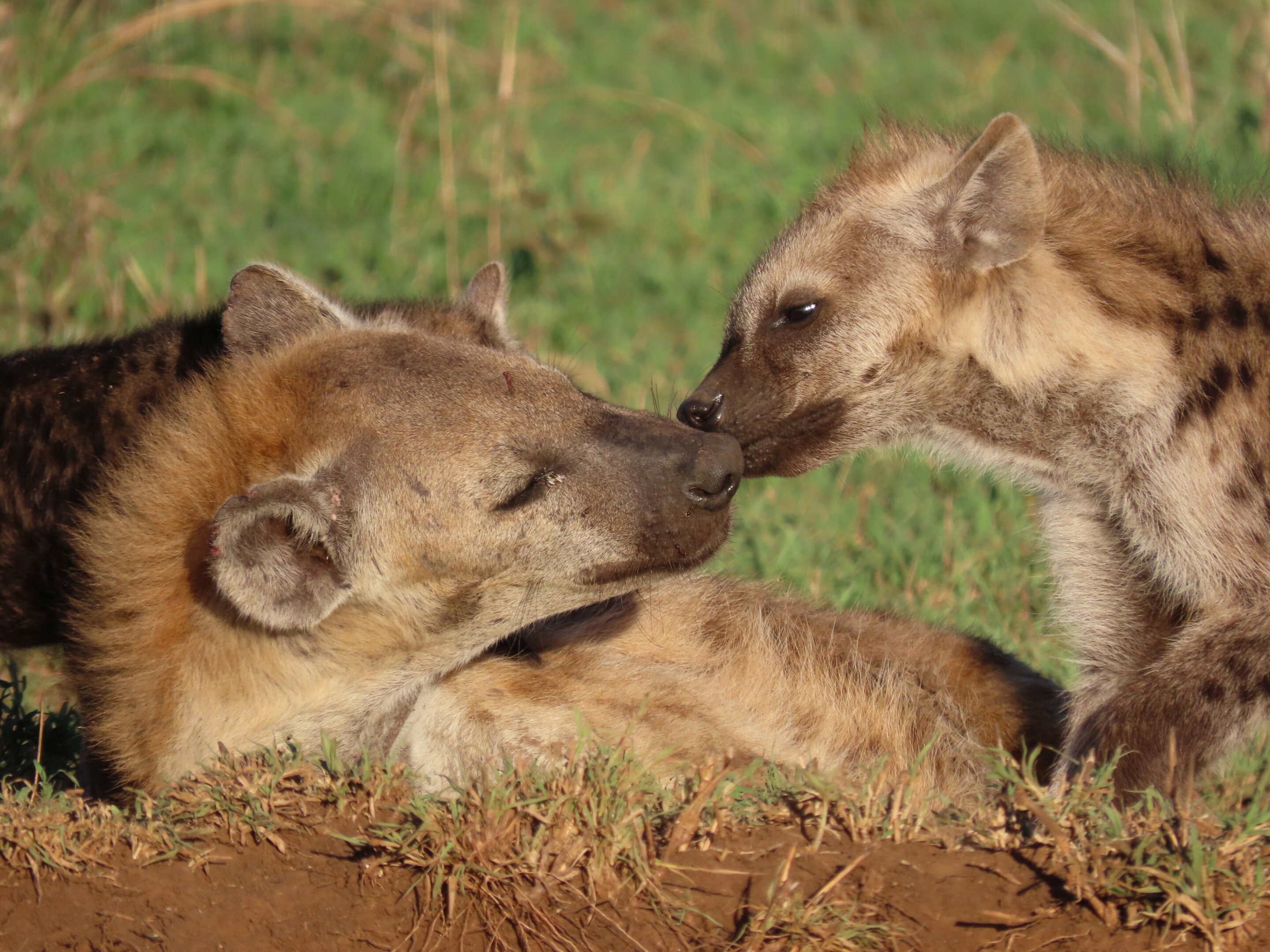 photo of When inequality is more than 'skin-deep': Social status leaves traces in the epigenome of spotted hyenas in Tanzania image