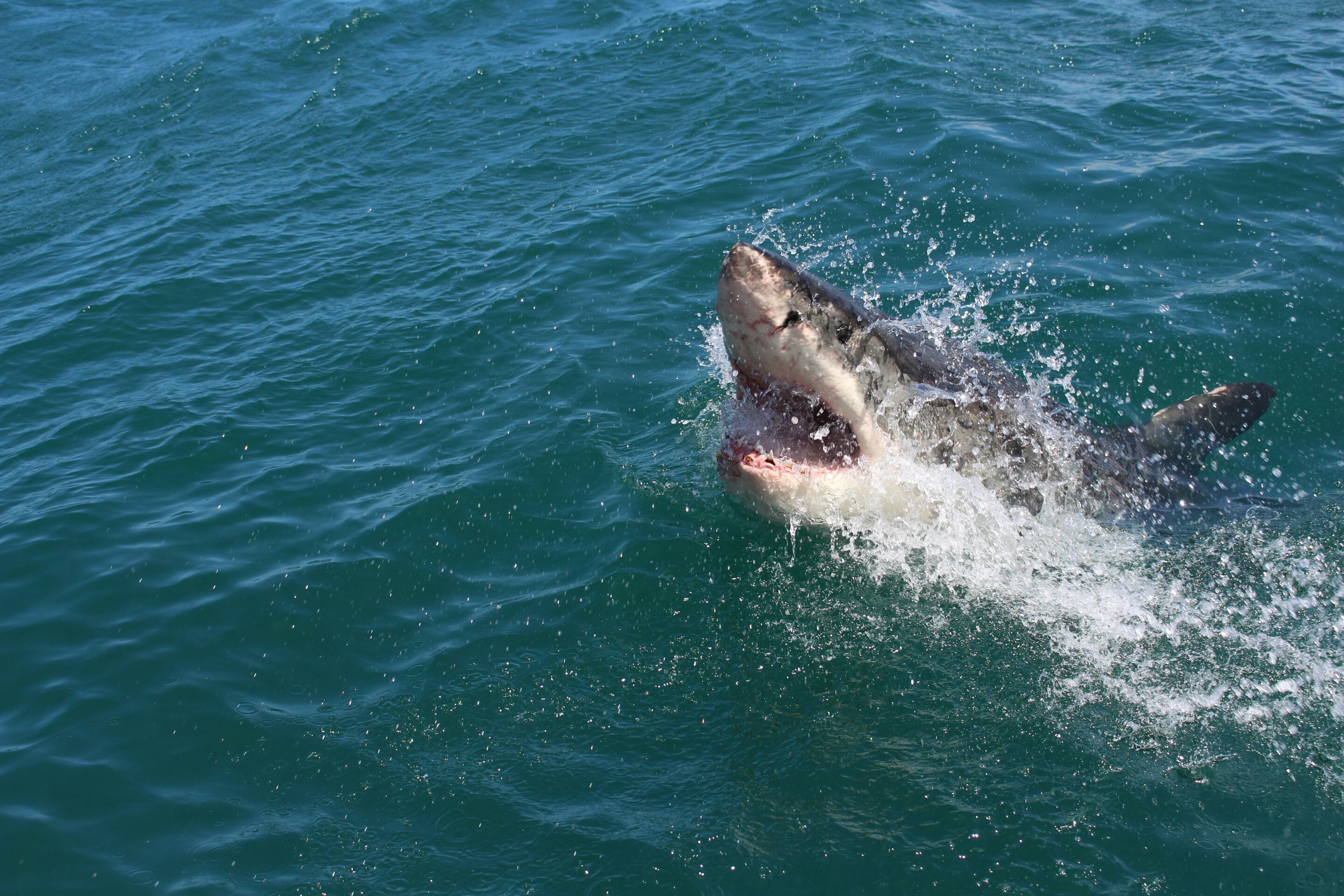 photo of Great white sharks off South Africa's coast are protected by law, but not in practice—this needs to change image