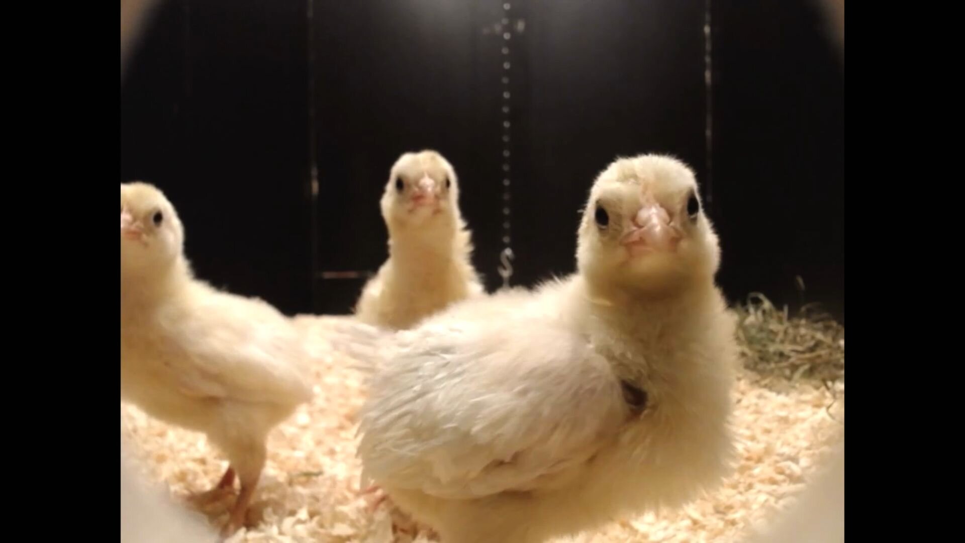 photo of Why do male chicks play more than females? Study finds answers in distant ancestor image
